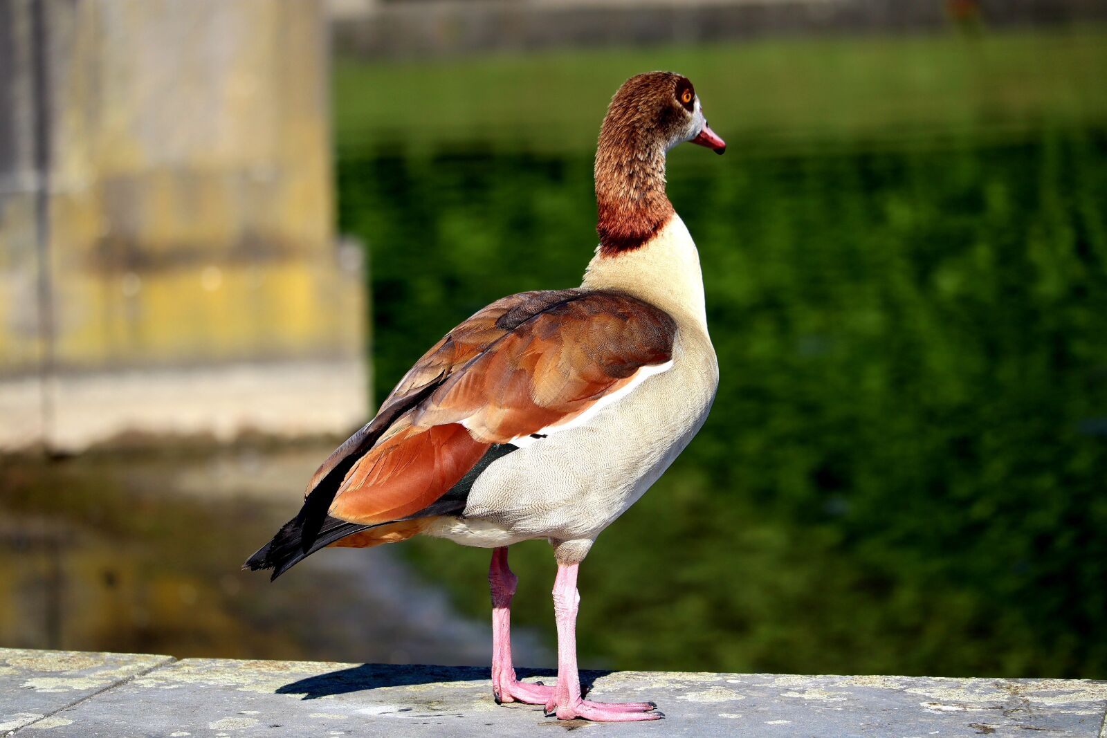 Canon EOS M50 (EOS Kiss M) sample photo. Goose, animal, bird photography