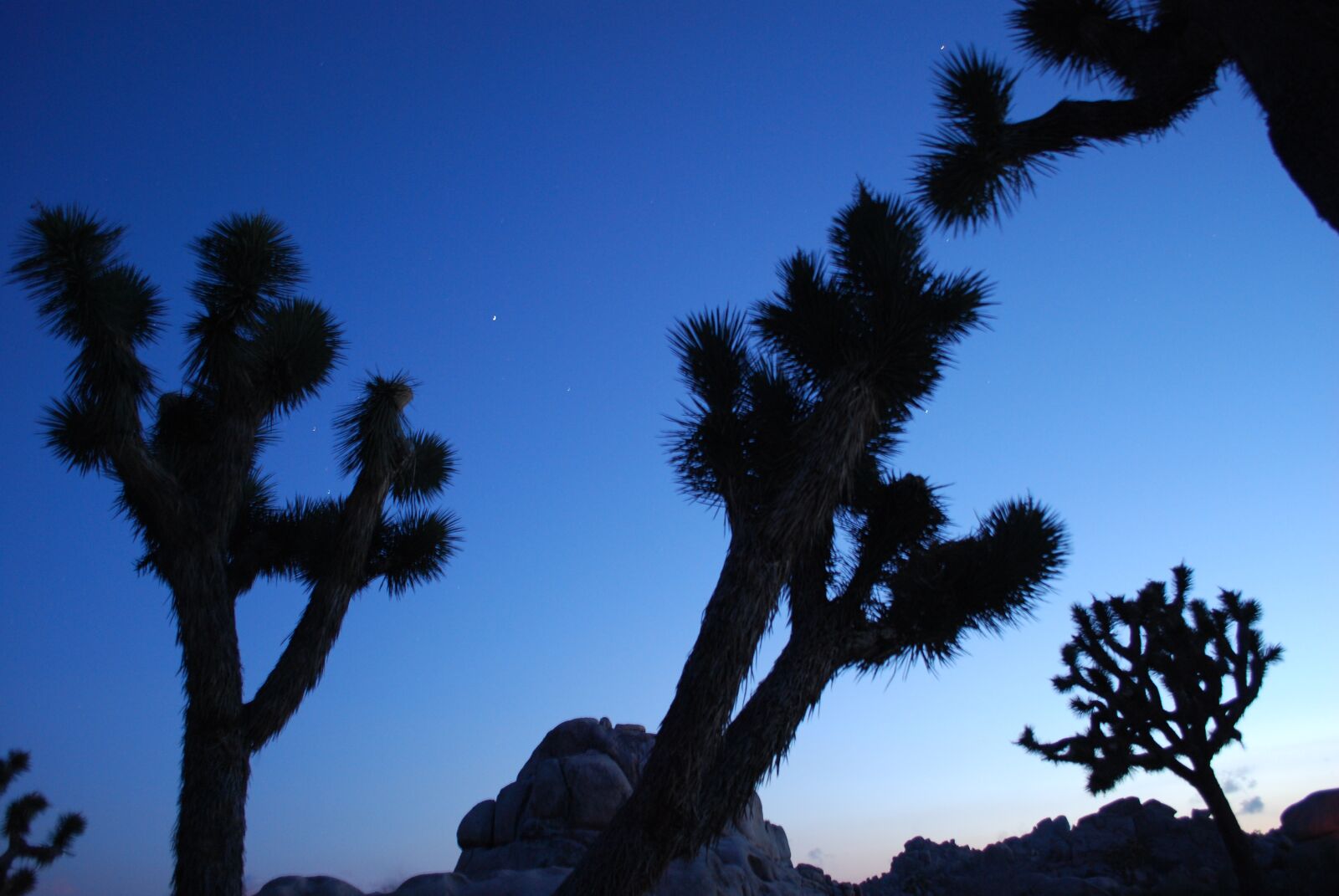 Nikon D60 sample photo. Nature, joshua tree, national photography