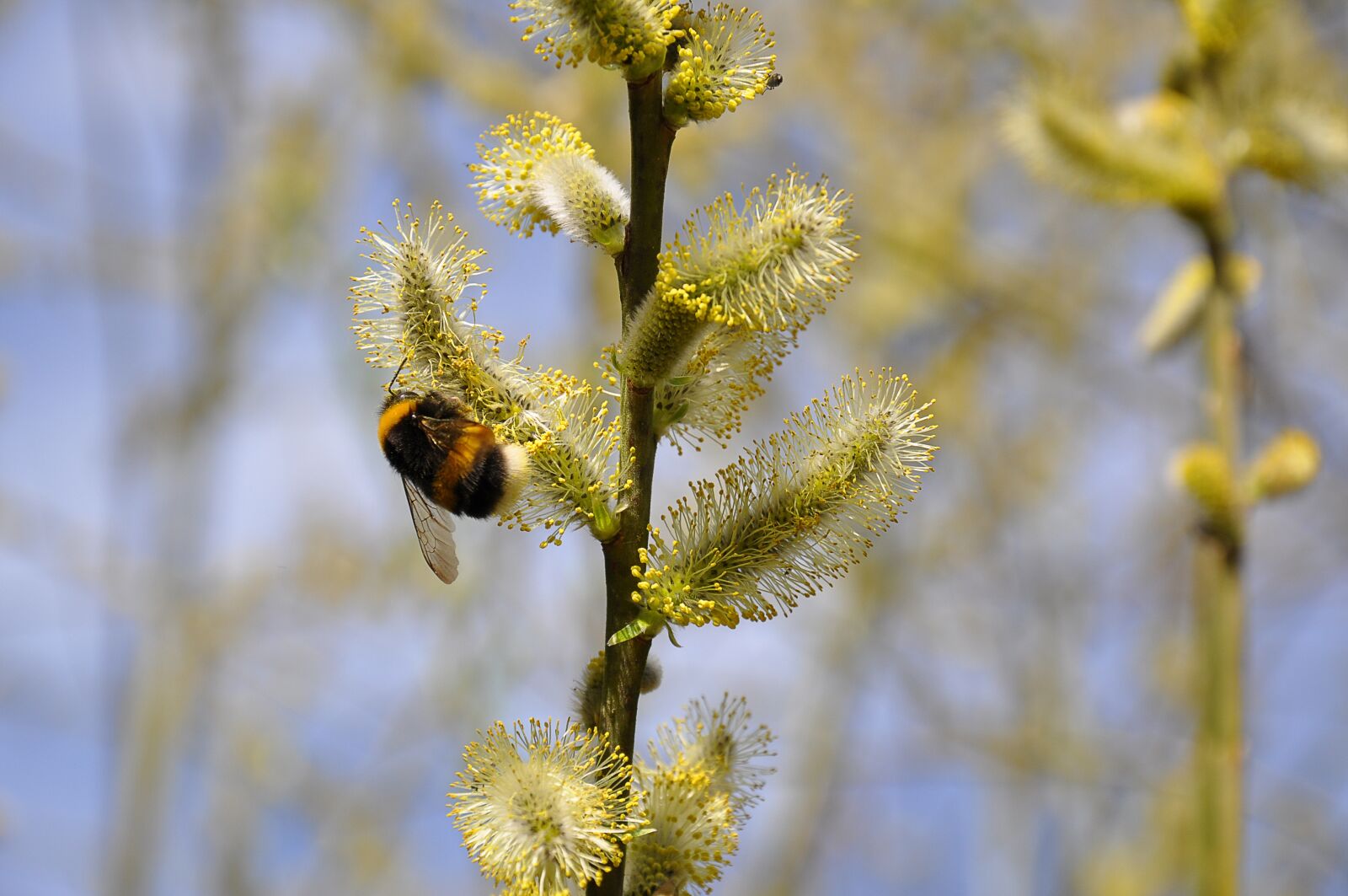 Nikon D90 sample photo. Bee, hummel, nature photography