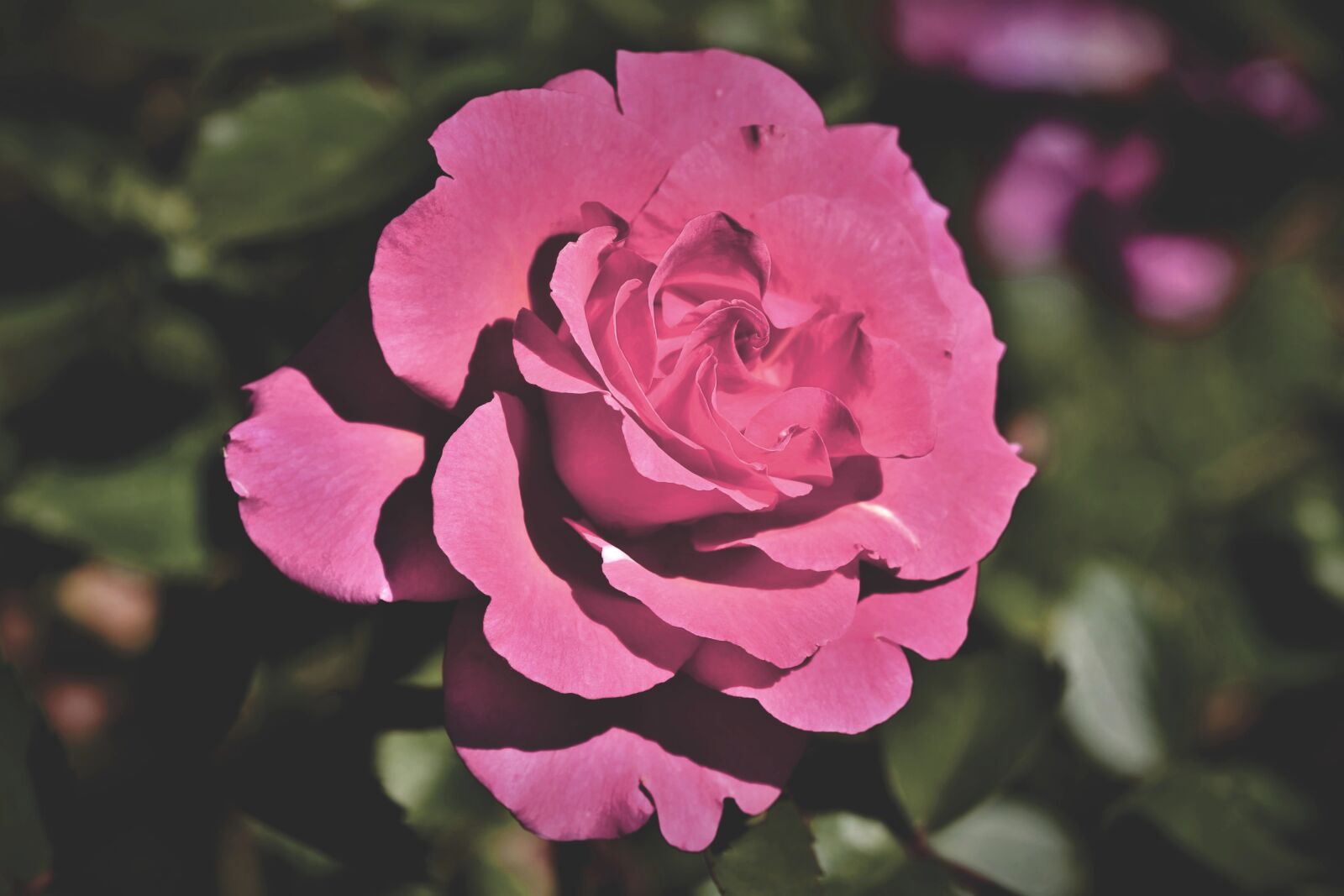 Nikon D7200 sample photo. Rose, rose bloom, garden photography