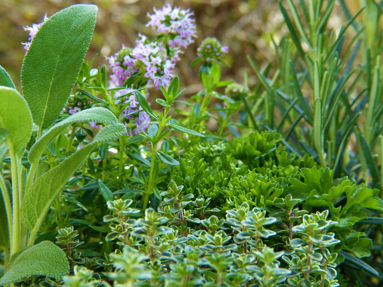Panasonic Lumix DMC-FZ150 sample photo. Herbs, green, plant photography
