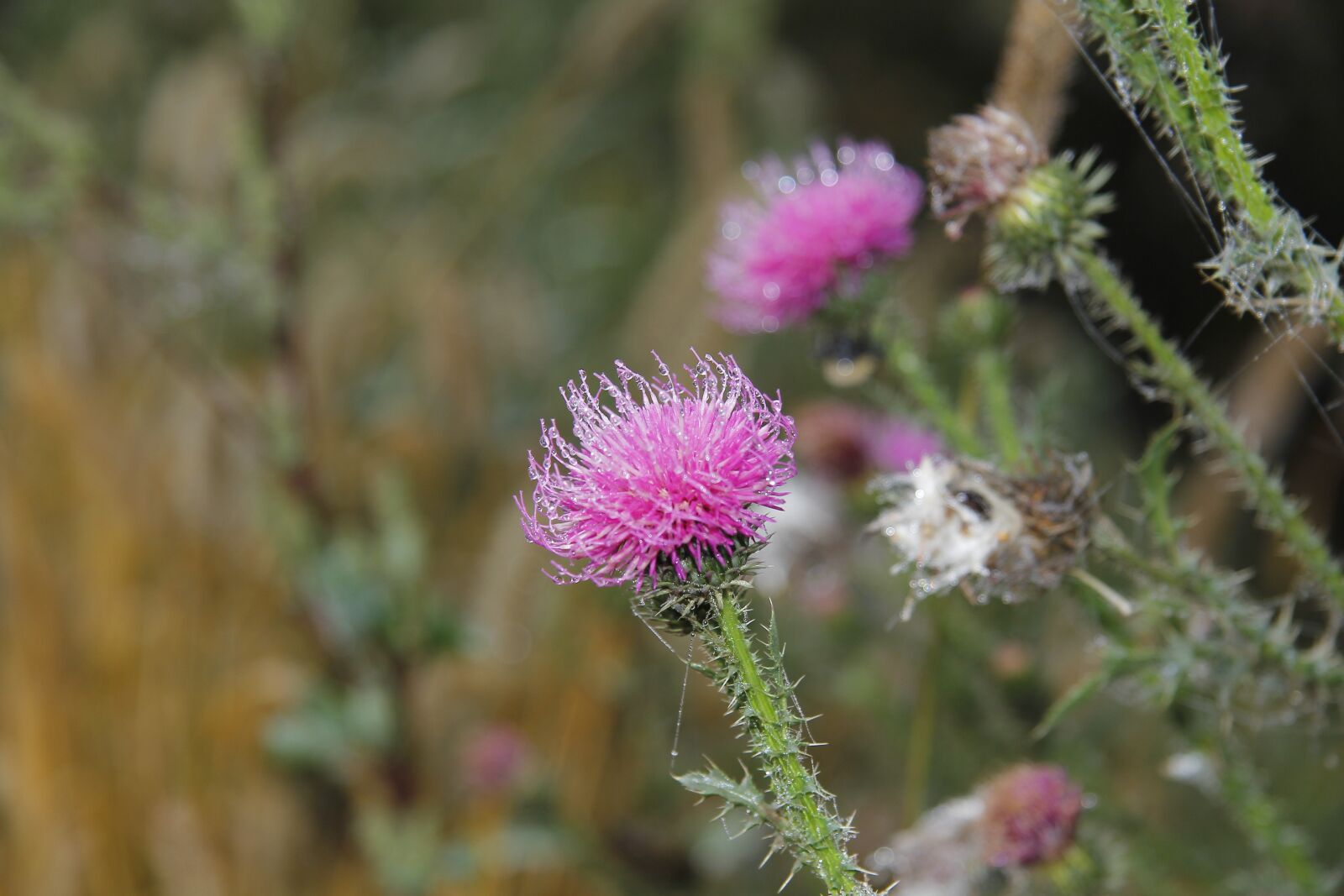 Canon EF-S 17-85mm F4-5.6 IS USM sample photo. Vacation, nature, beauty photography