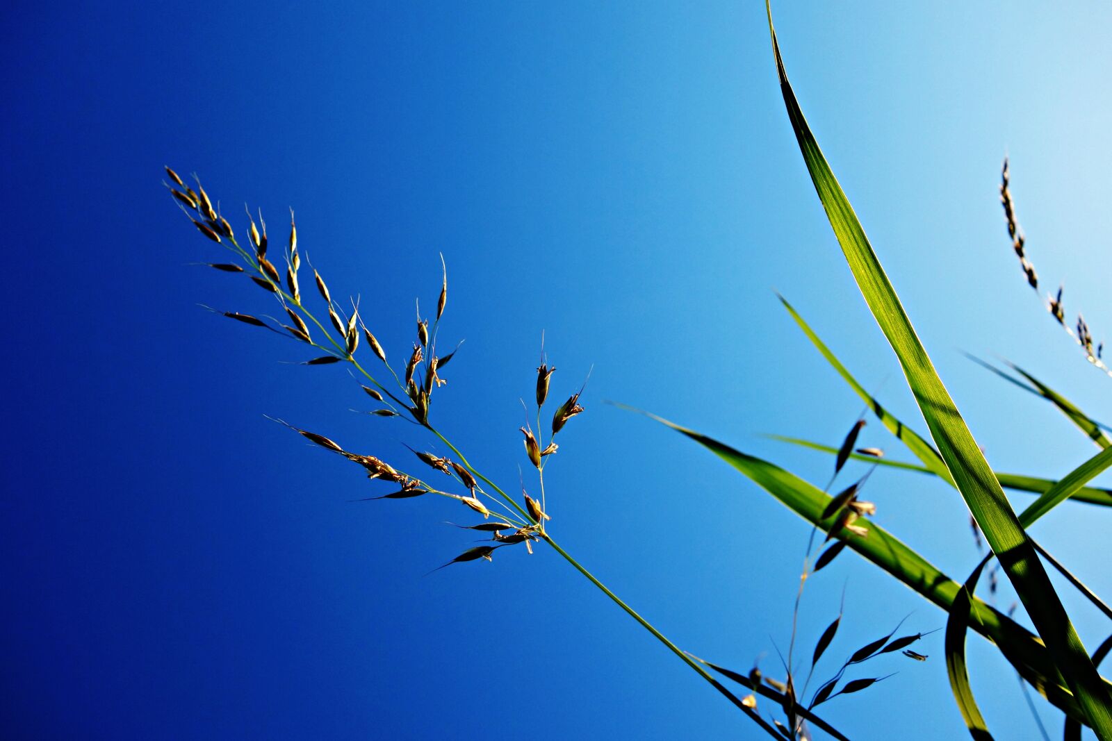 Sony Cyber-shot DSC-RX100 sample photo. Grass, halm, stem photography