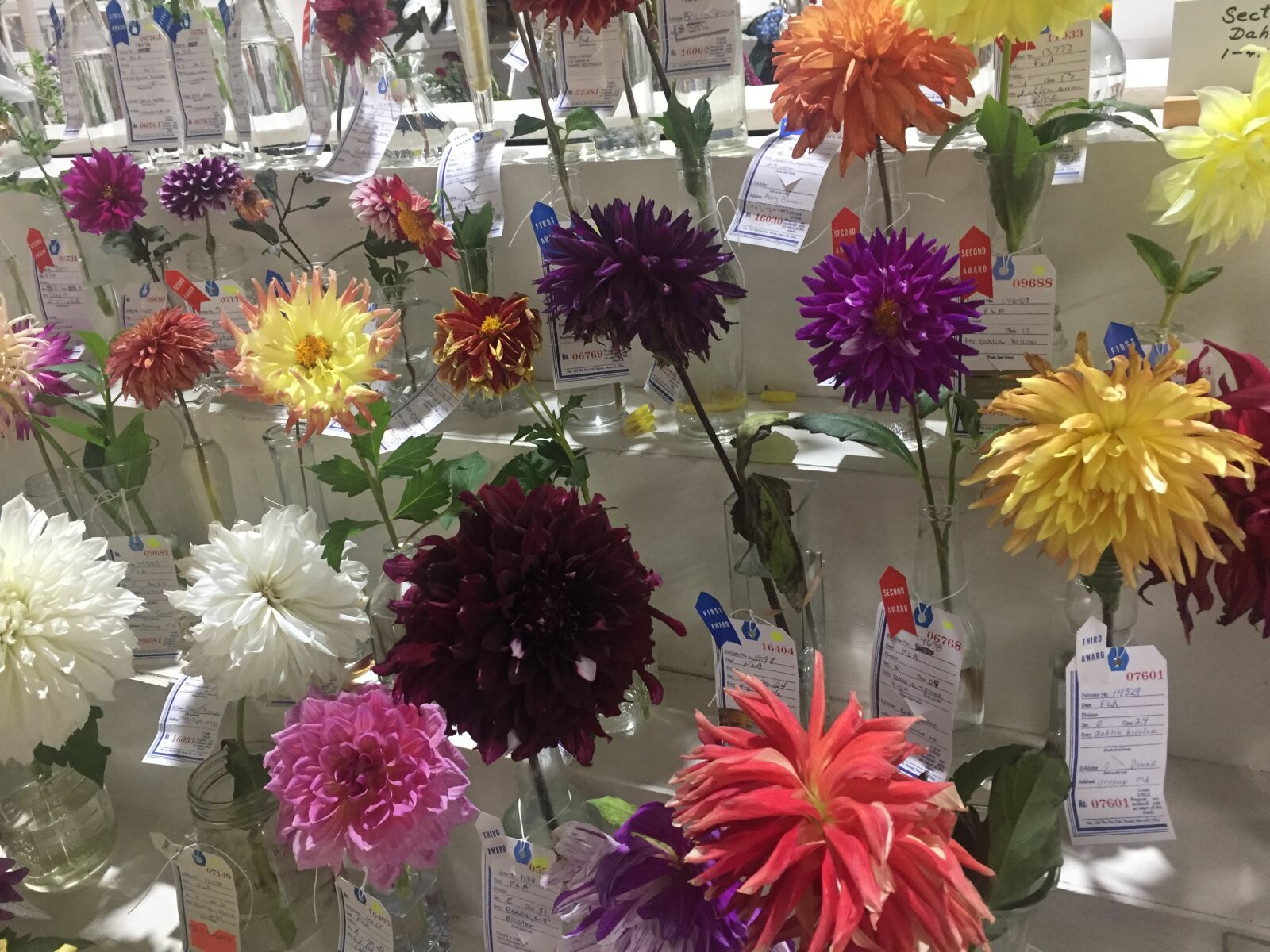iPhone 6 back camera 4.15mm f/2.2 sample photo. County, fair, flowers photography