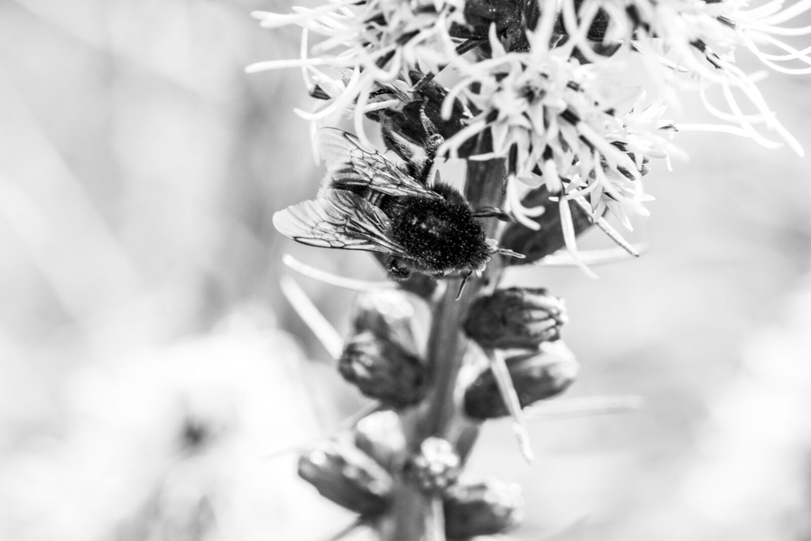 Canon EOS 70D sample photo. Liatris spicata, splendor notch photography