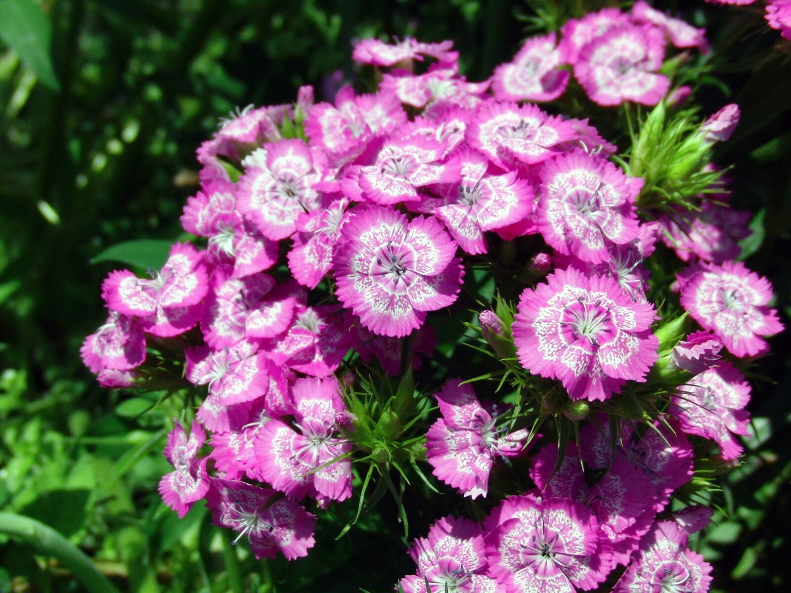 CASIO EX-FC100 sample photo. Chinese carnation, flower, clove photography