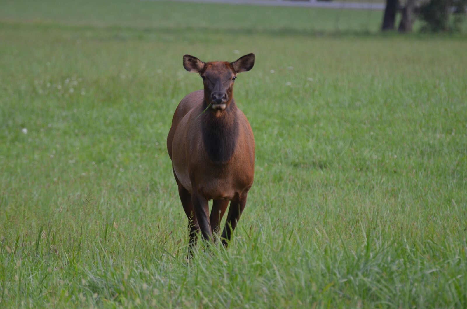 Nikon D5100 sample photo. Momentum bull, momentum, mammal photography