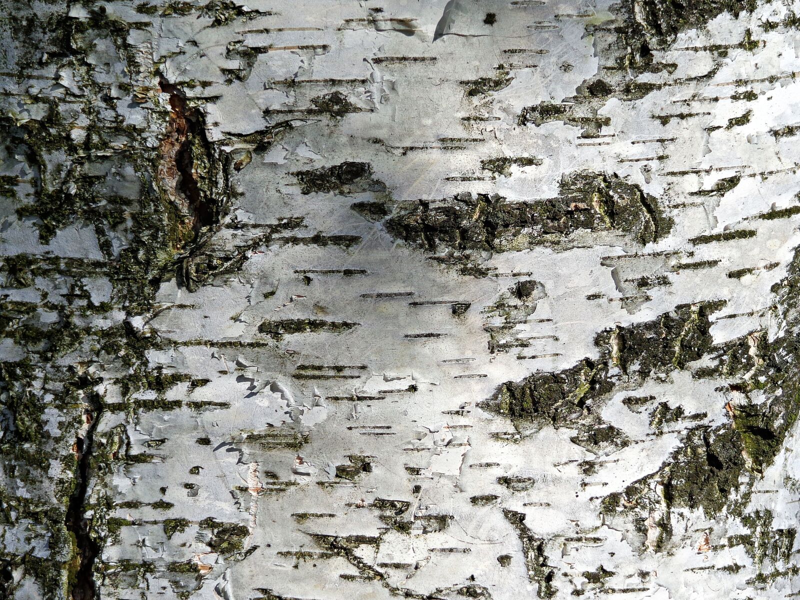 Sony Cyber-shot DSC-H90 sample photo. Tree, birch, nature photography