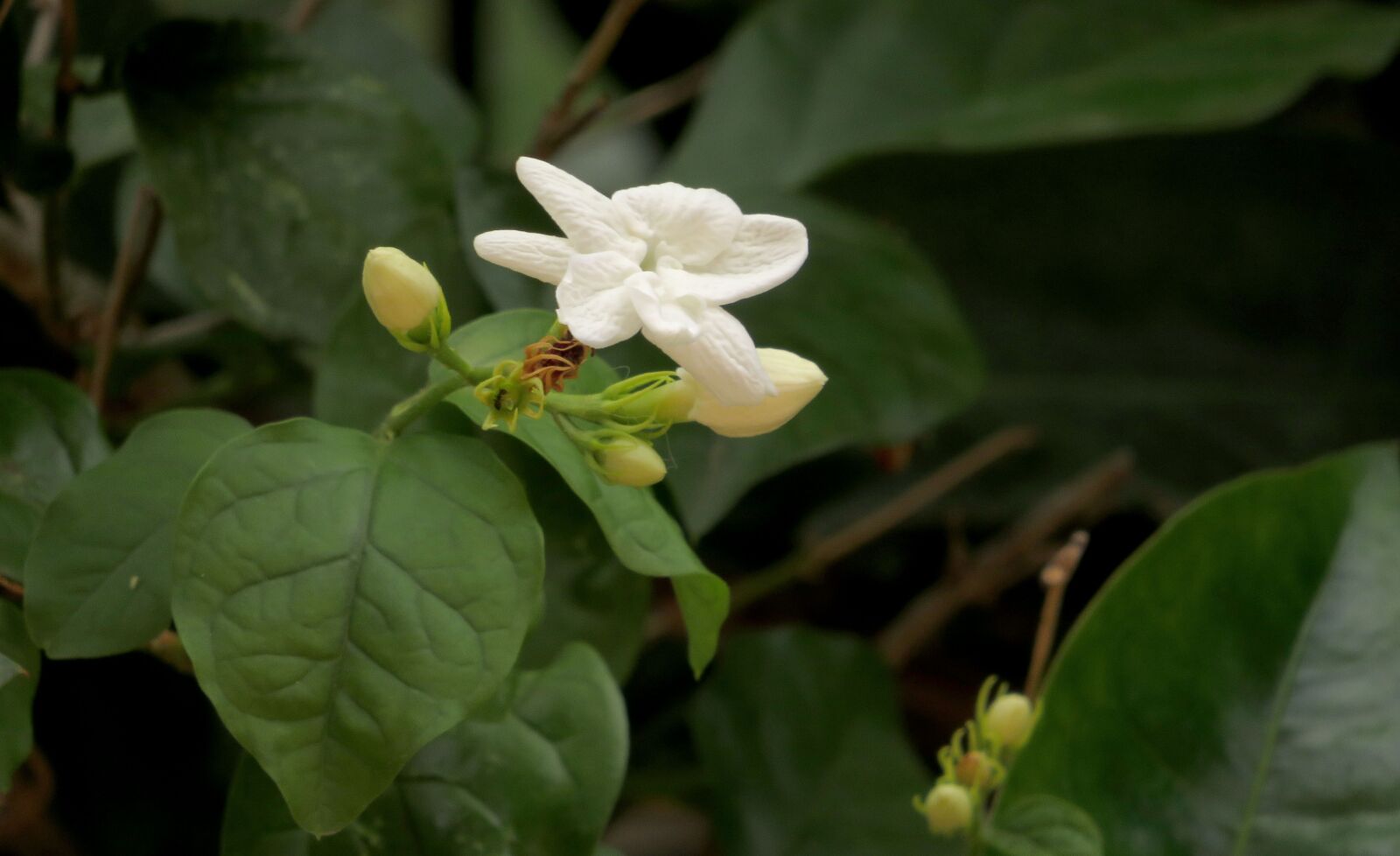 Canon PowerShot SX540 HS sample photo. Green, white, plant photography