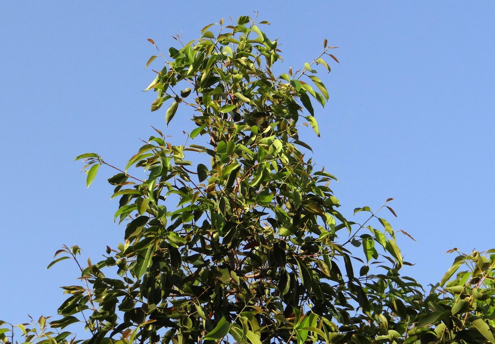 Sony DSC-HX200V sample photo. Jamun, tree, syzigium cumini photography