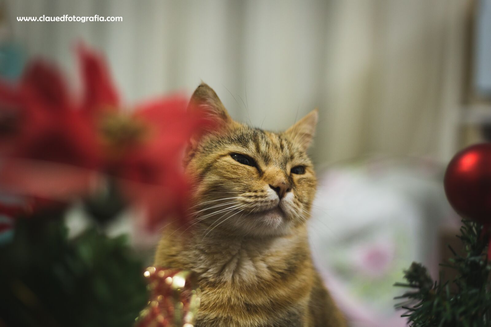 Canon EOS 6D + Canon EF 50mm F1.8 STM sample photo. Gato, animal de estima photography