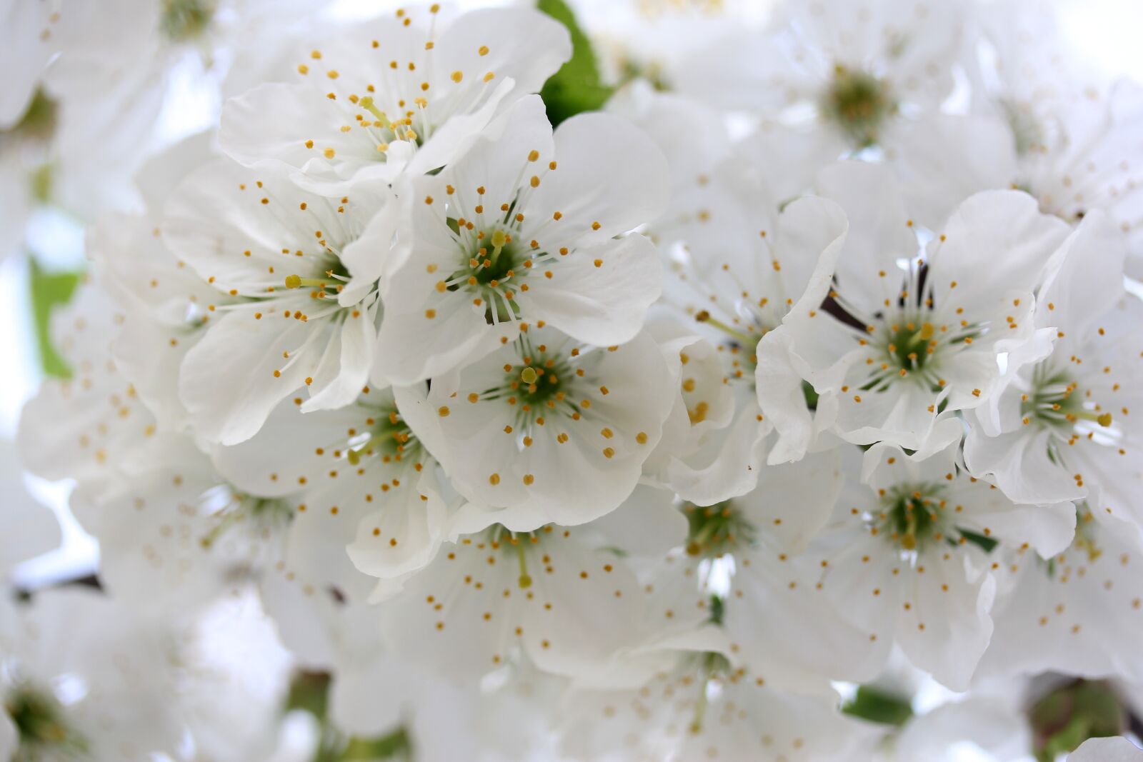 Canon EF-S 60mm F2.8 Macro USM sample photo. Flowers, white, tree photography