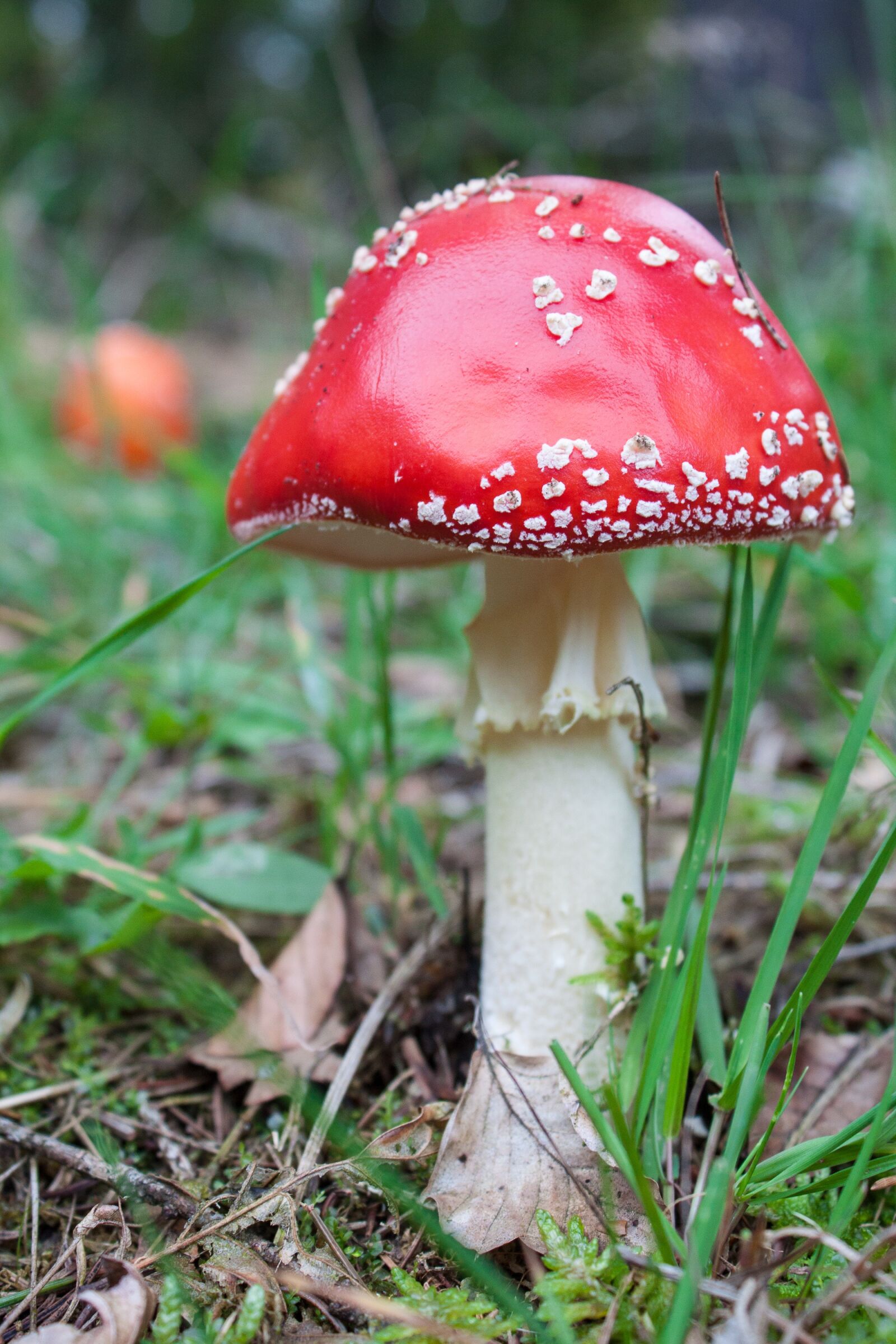 Canon EOS 500D (EOS Rebel T1i / EOS Kiss X3) sample photo. Fly agaric, mushroom, red photography
