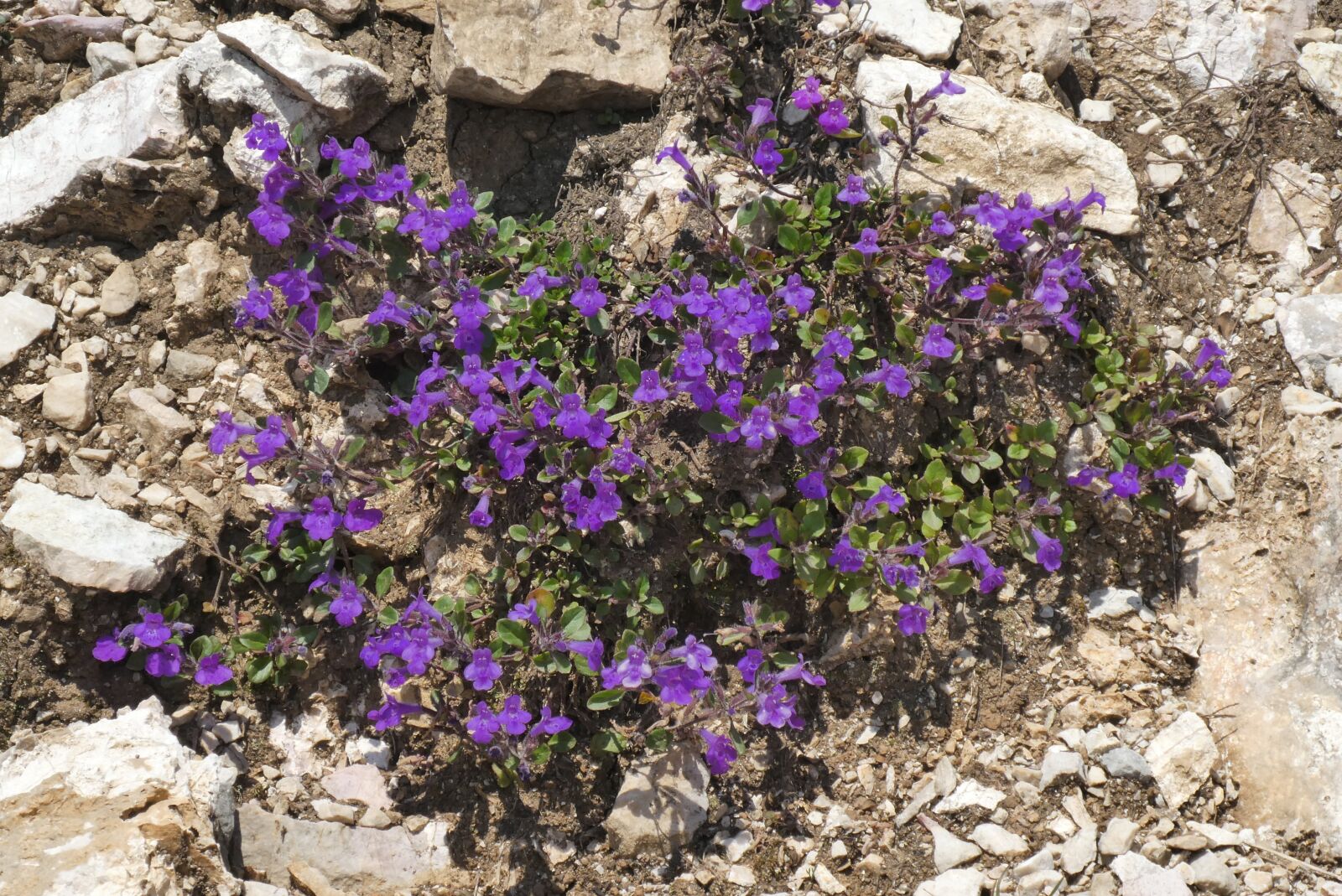 Panasonic Lumix DC-ZS70 (Lumix DC-TZ90) sample photo. Gentian, alpenbloem, mountains photography