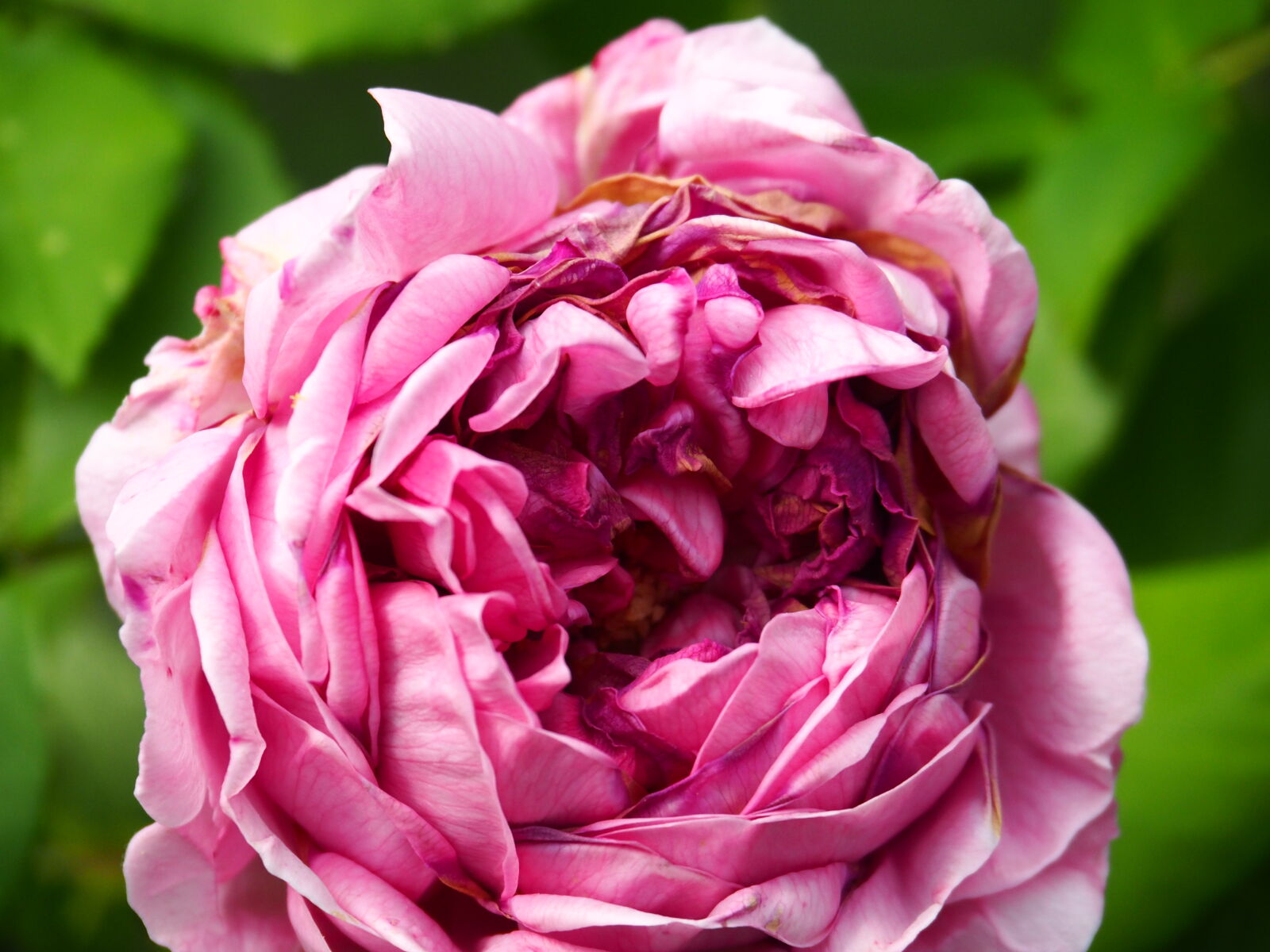 Olympus OM-D E-M10 II sample photo. Flowers, pink, red, roses photography