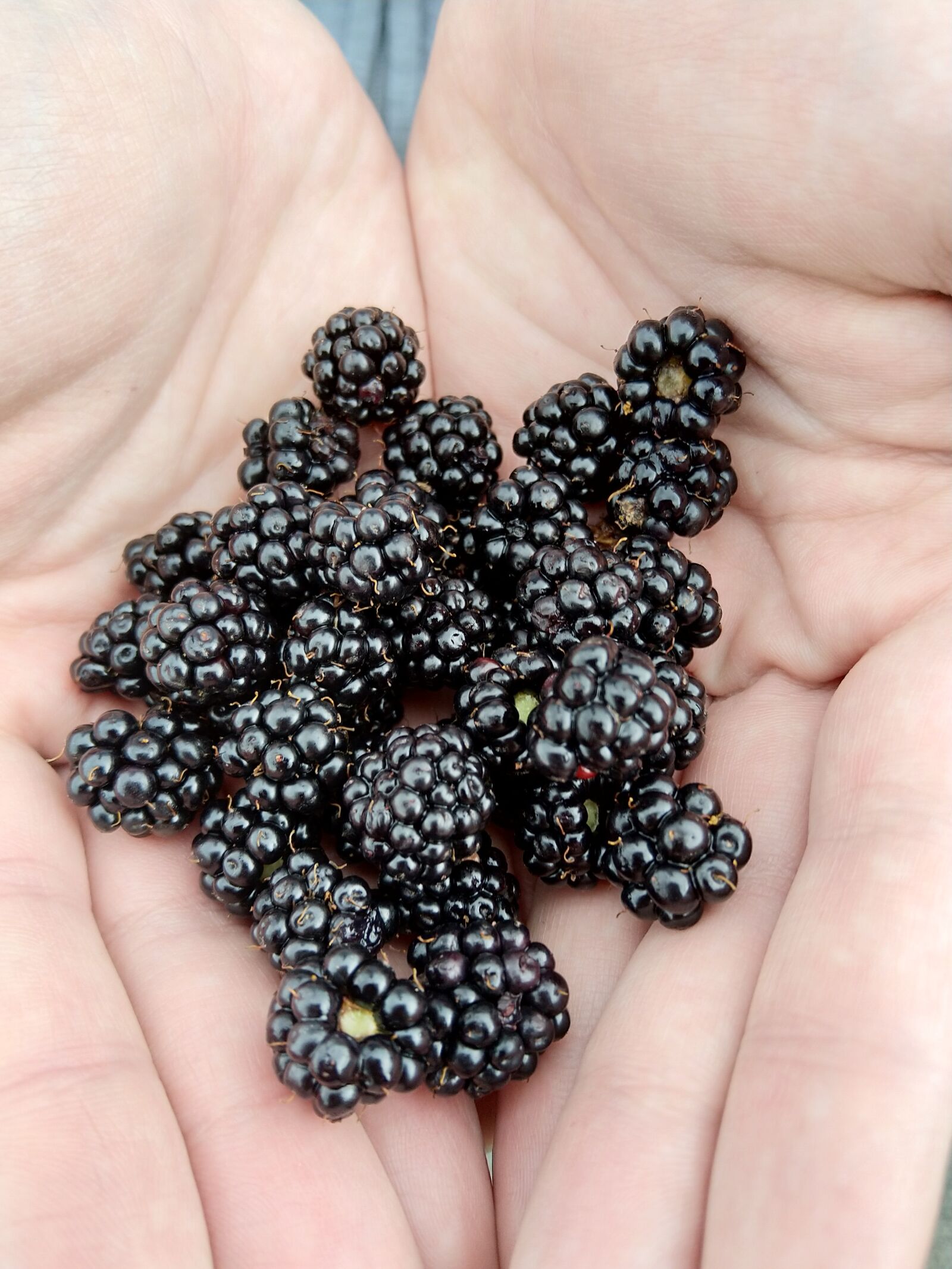 HMD Global Nokia 7 plus sample photo. Blackberries, blackberry, fruit photography