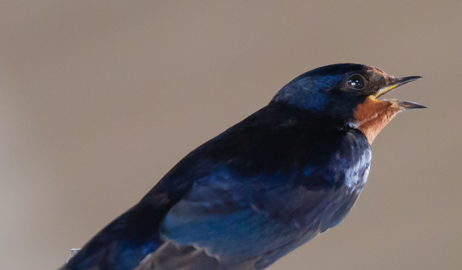 Canon EOS 5D Mark III sample photo. Swallow, resting, bird photography