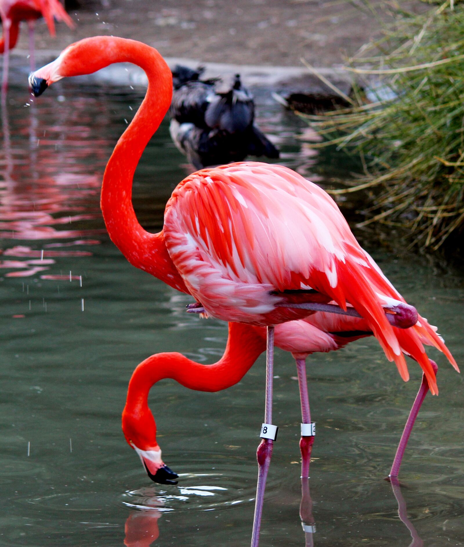 Canon EOS 100D (EOS Rebel SL1 / EOS Kiss X7) sample photo. Bird, flamingo, pink photography