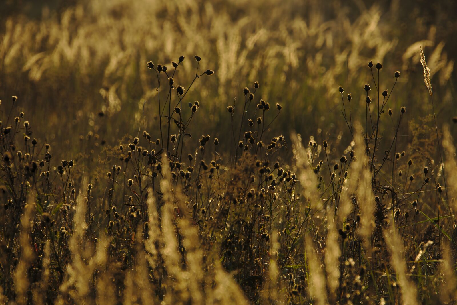 Sony a6000 + Sony FE 70-300mm F4.5-5.6 G OSS sample photo. Wild flower meadow, sunlight photography