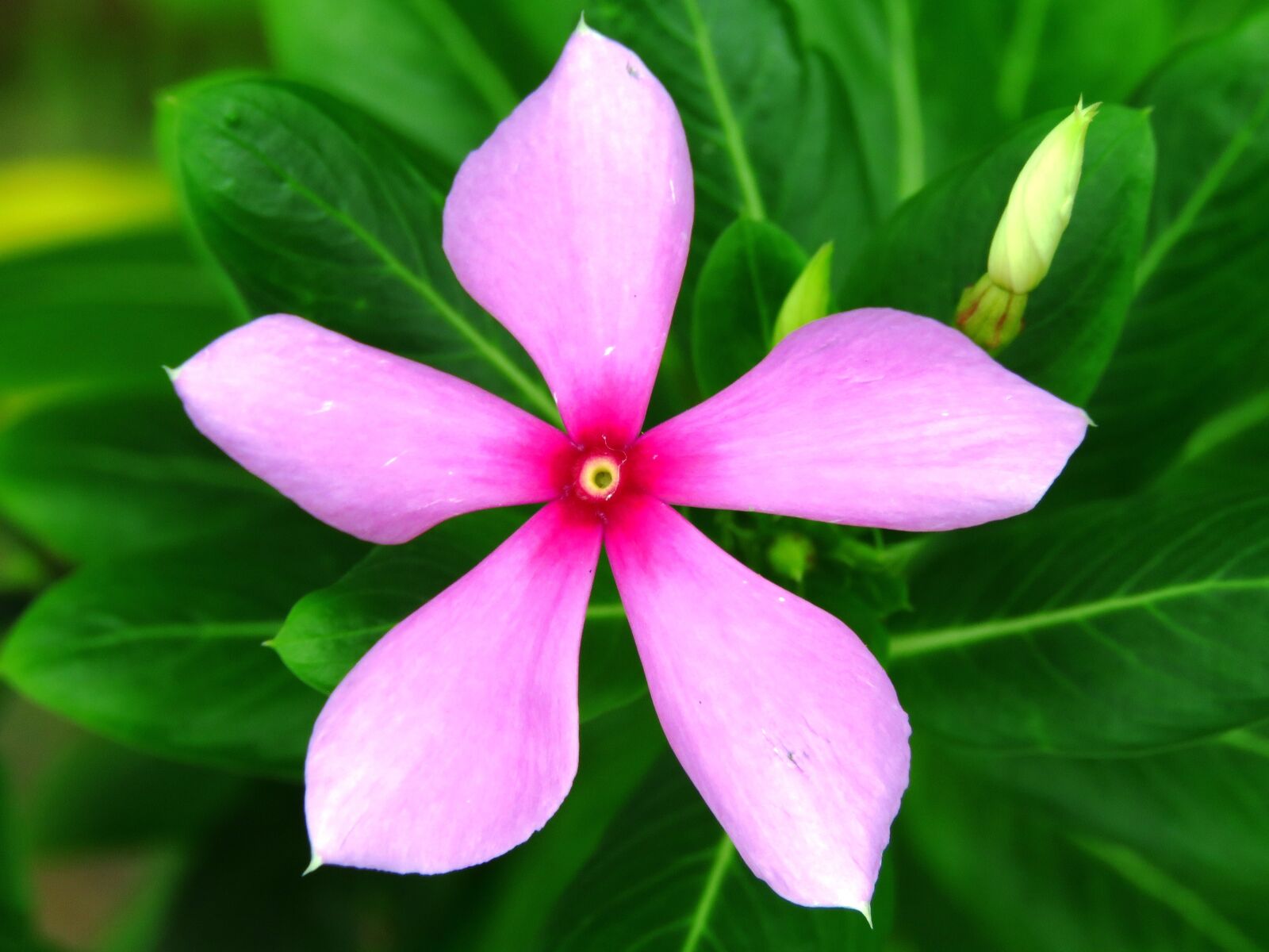 Canon PowerShot SX60 HS sample photo. Flower, pink, garden photography