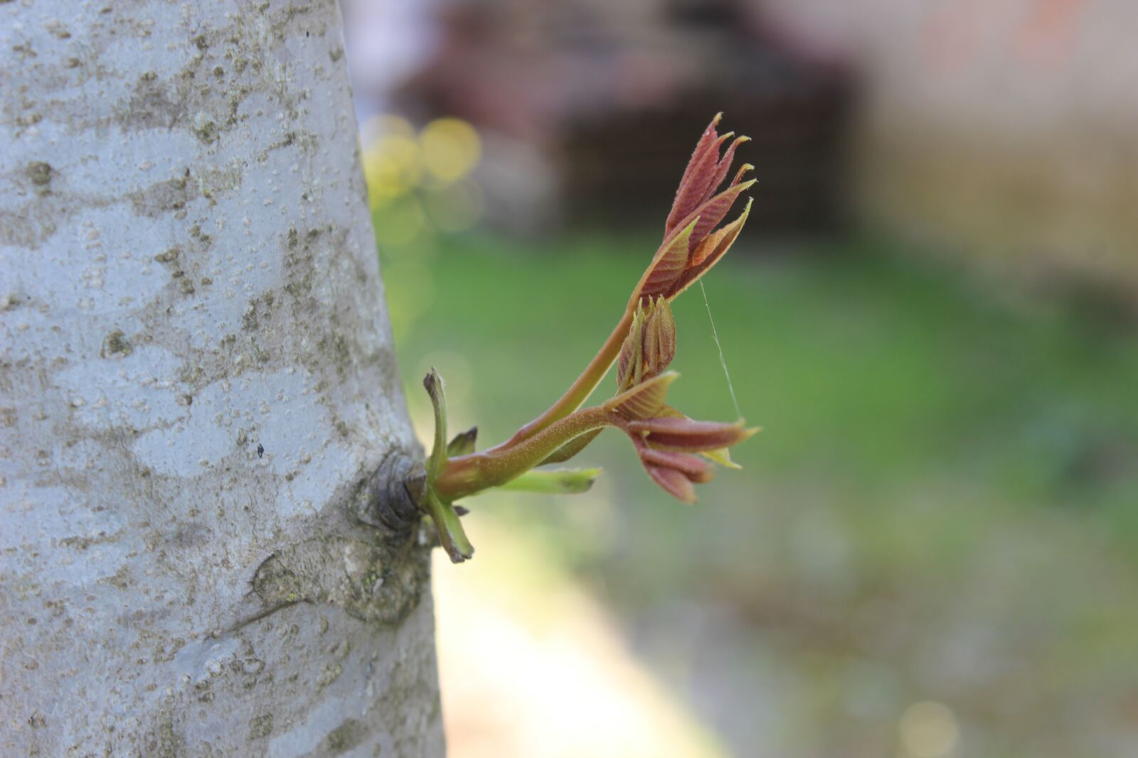 Canon EOS 600D (Rebel EOS T3i / EOS Kiss X5) sample photo. Tree, sprout, nature photography