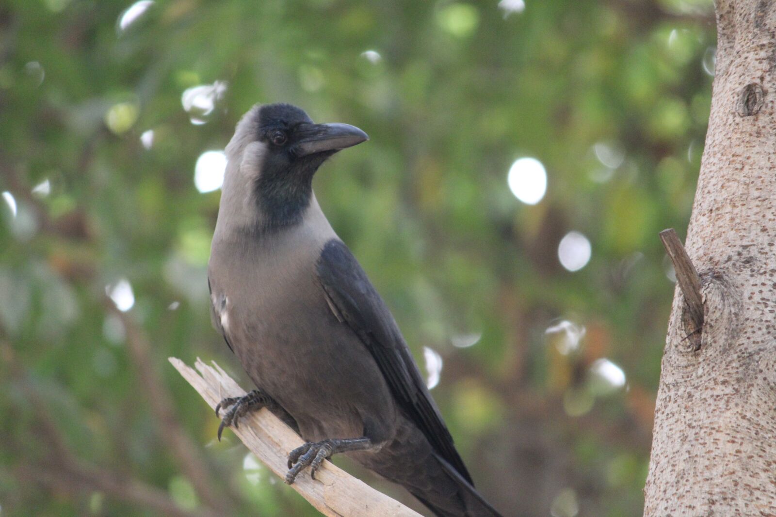 Canon EOS 1200D (EOS Rebel T5 / EOS Kiss X70 / EOS Hi) sample photo. Crow, bird, aves photography