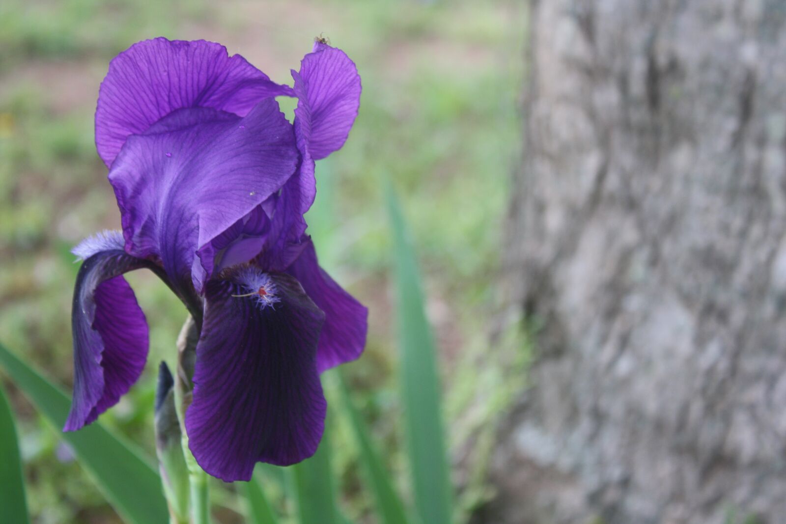 Canon EOS 1000D (EOS Digital Rebel XS / EOS Kiss F) sample photo. Iris, purple, perennial photography