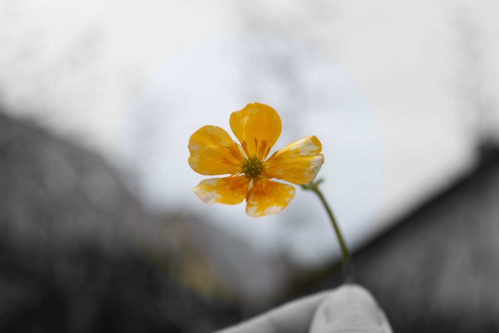 Canon EOS 500D (EOS Rebel T1i / EOS Kiss X3) sample photo. Flower, nature, spring photography