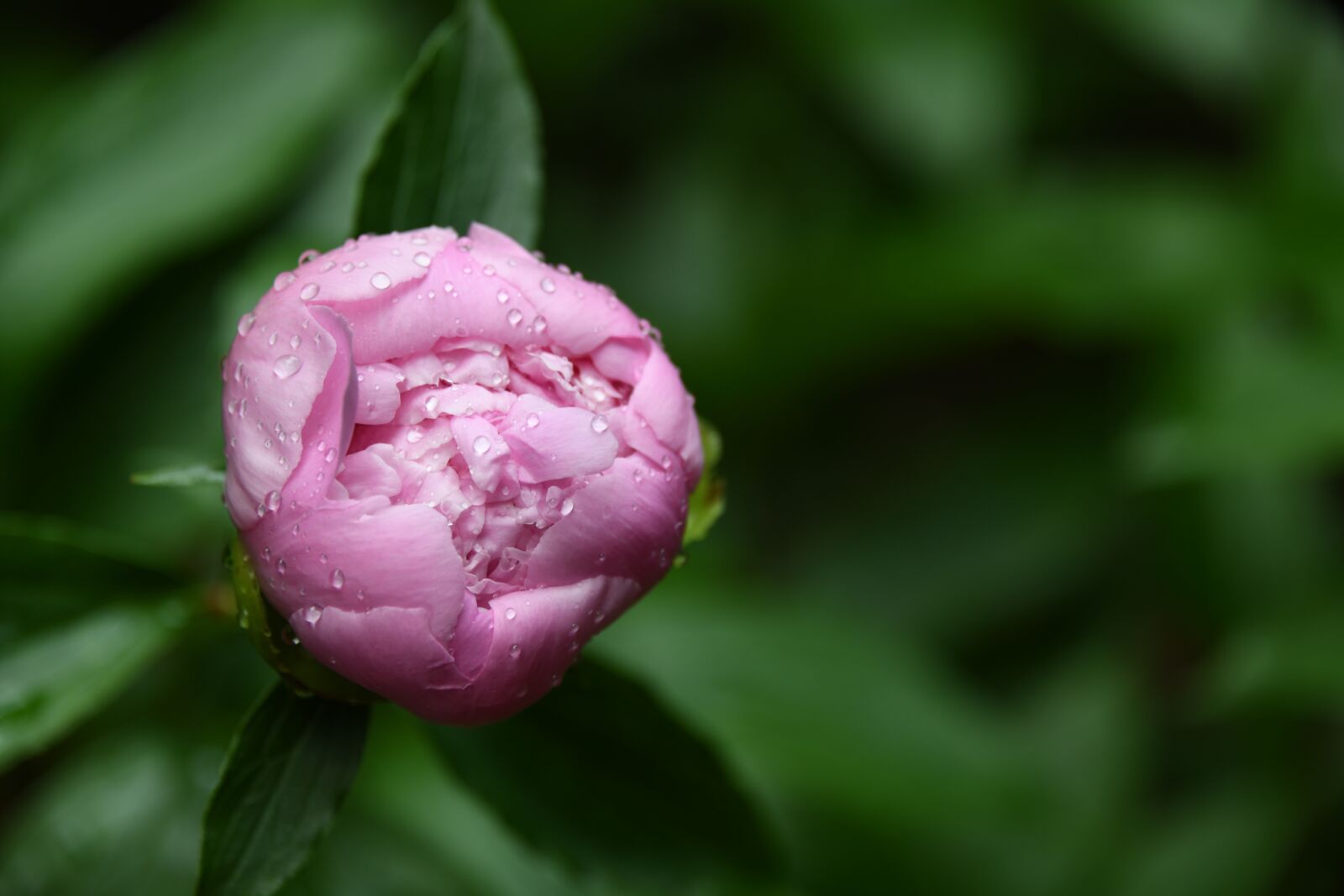 Nikon D850 sample photo. Peony, flower, bloom photography