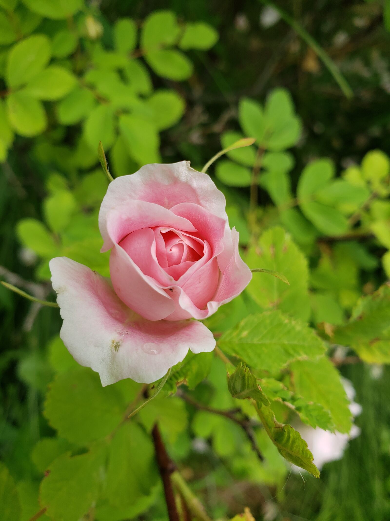 Samsung Galaxy S9 sample photo