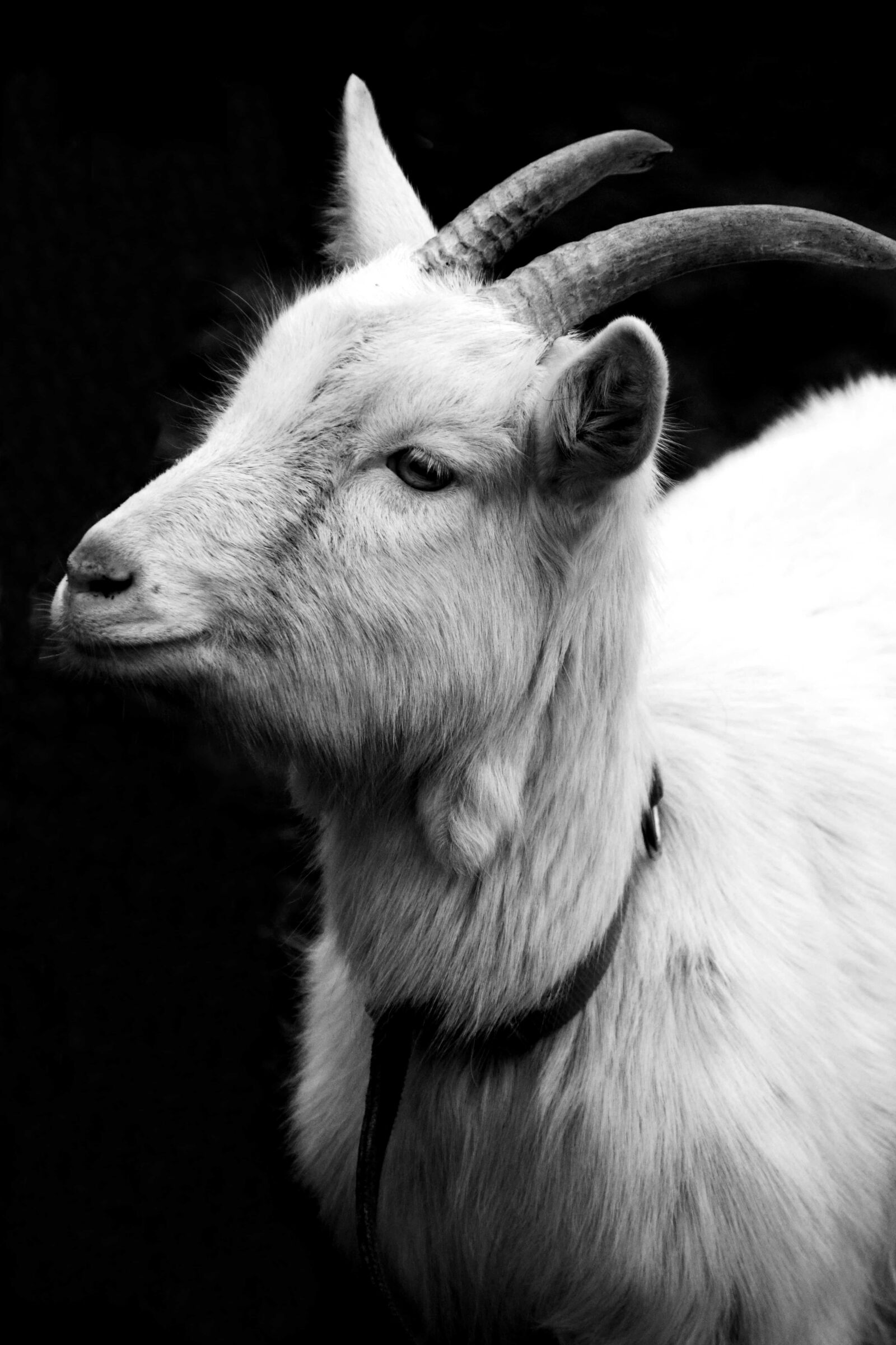 Nikon D3300 sample photo. Animal, horn, goat, livestock photography