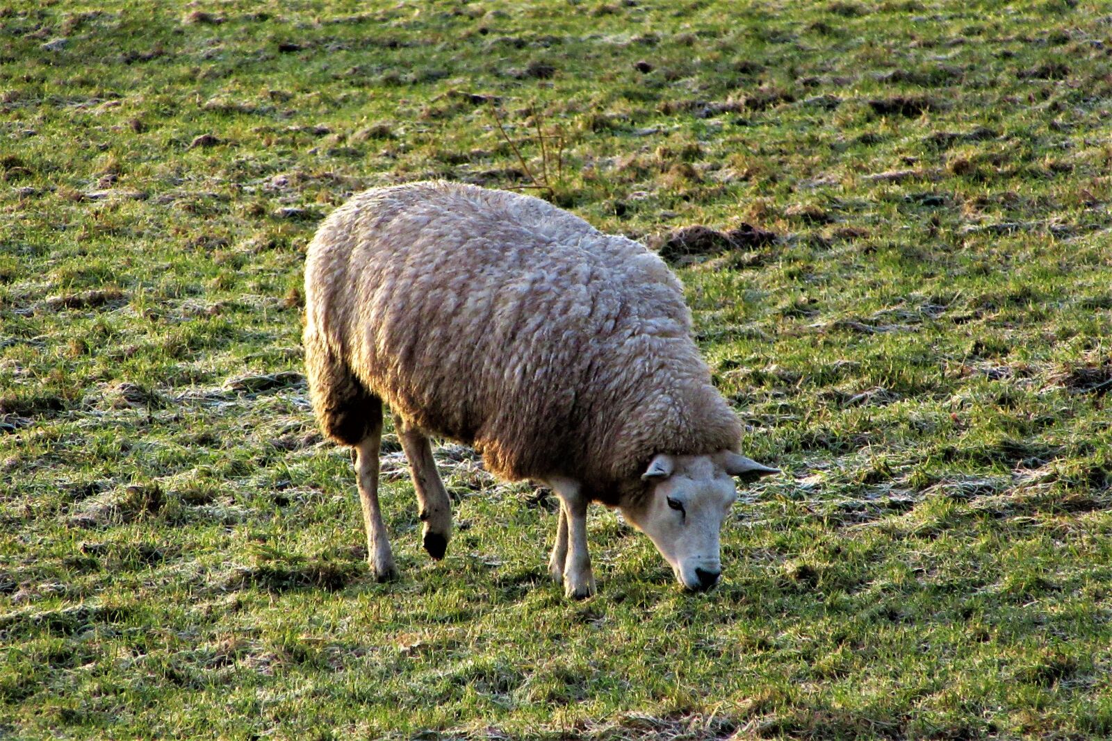 Canon PowerShot SX610 HS sample photo. Cold, sheep, wool photography