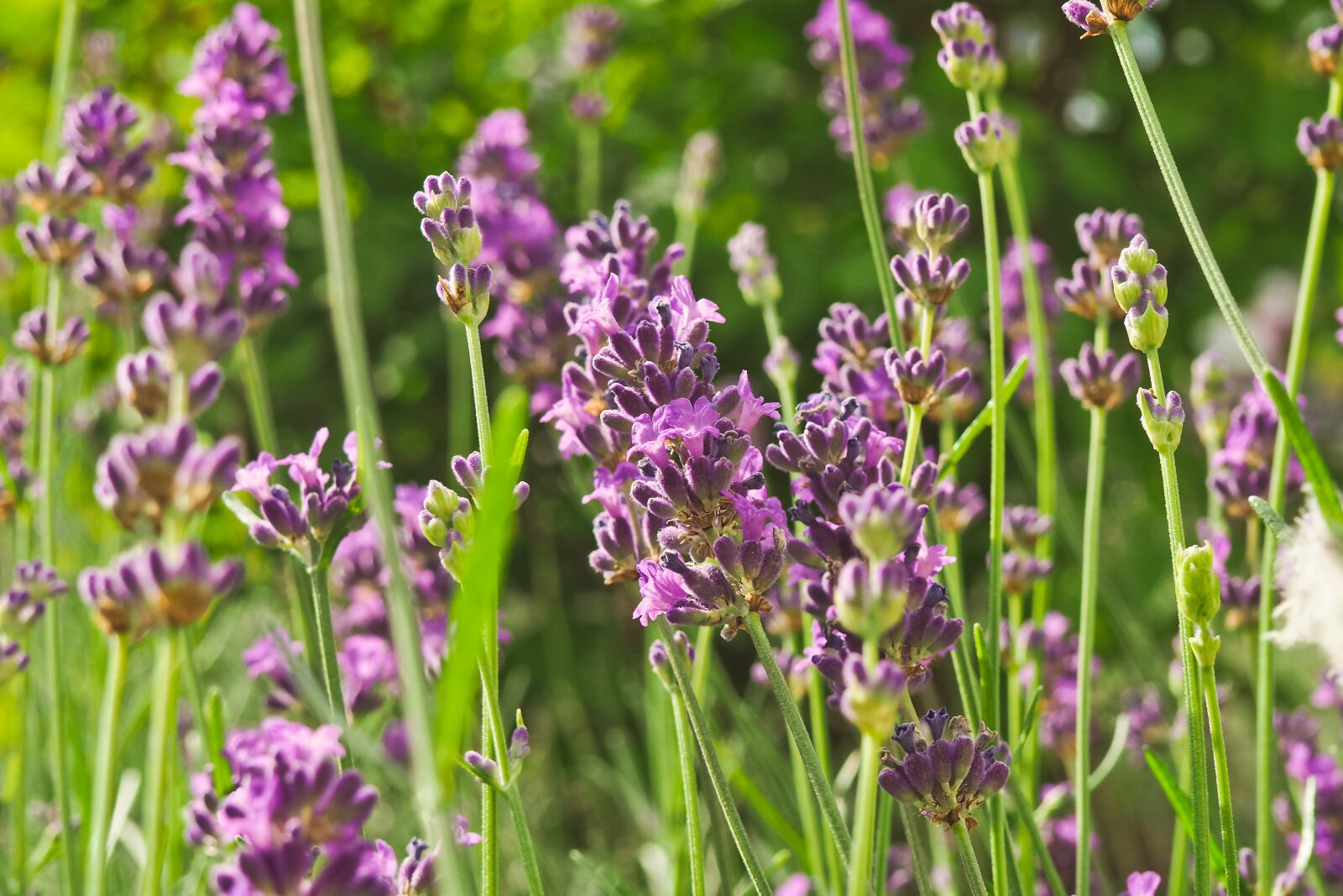 Olympus OM-D E-M10 sample photo. Flower, lavender, nature photography