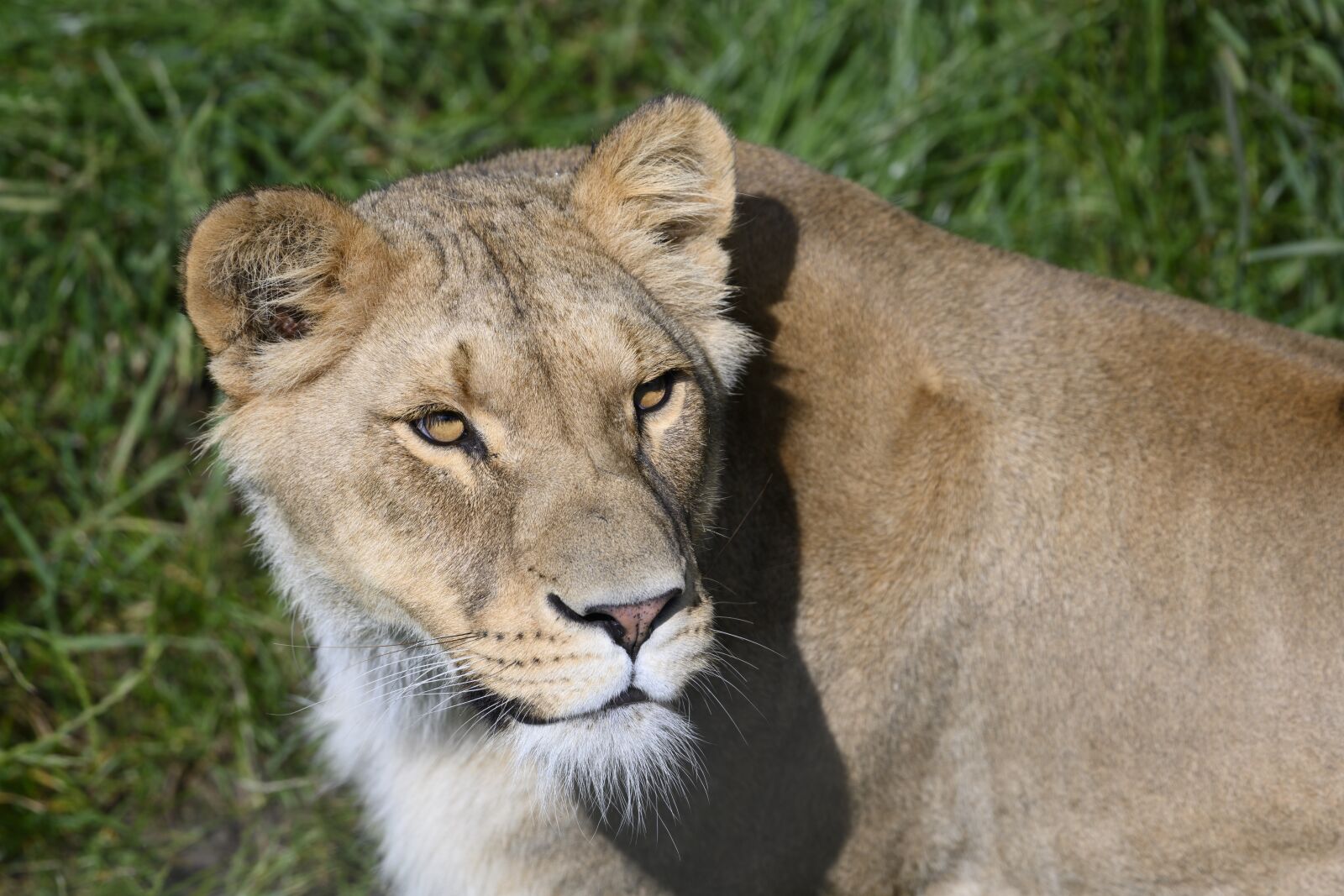 Nikon Z7 sample photo. Beekse bergen, lioness, predator photography