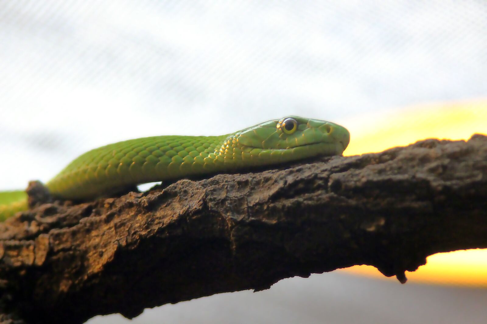 Canon EOS 650D (EOS Rebel T4i / EOS Kiss X6i) sample photo. Snake, reptile, green photography