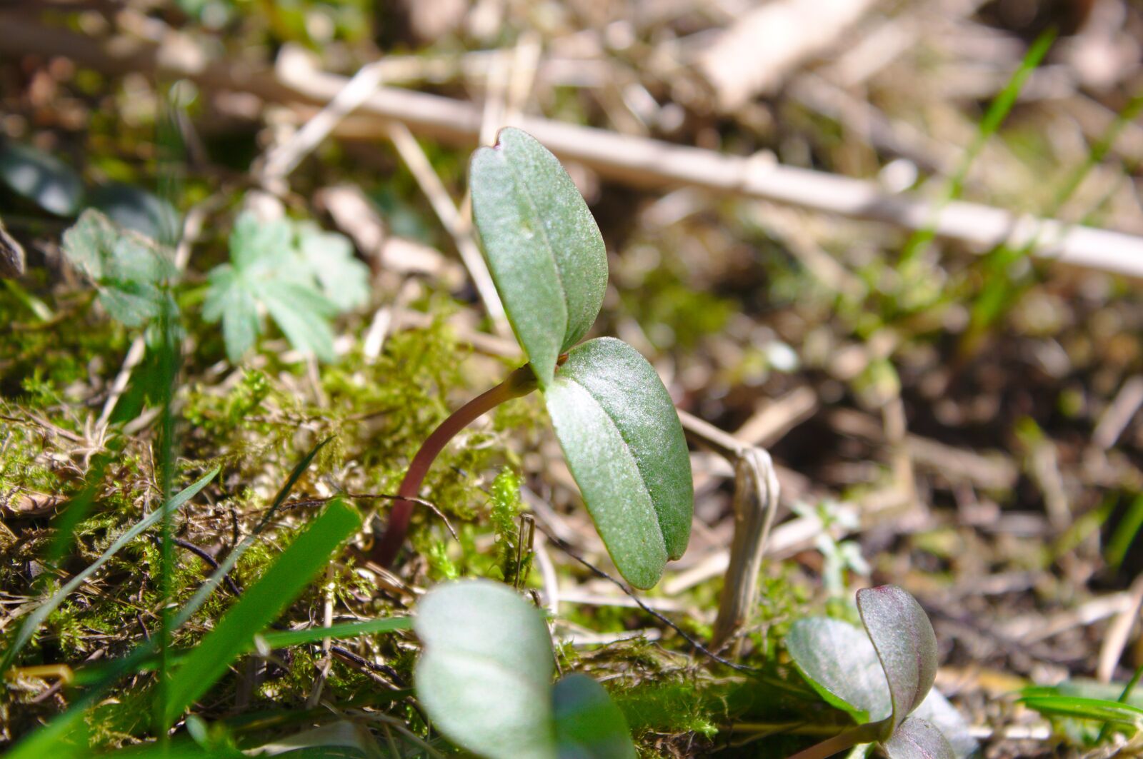 Canon EOS 50D sample photo. Sapling, plant, seedling photography