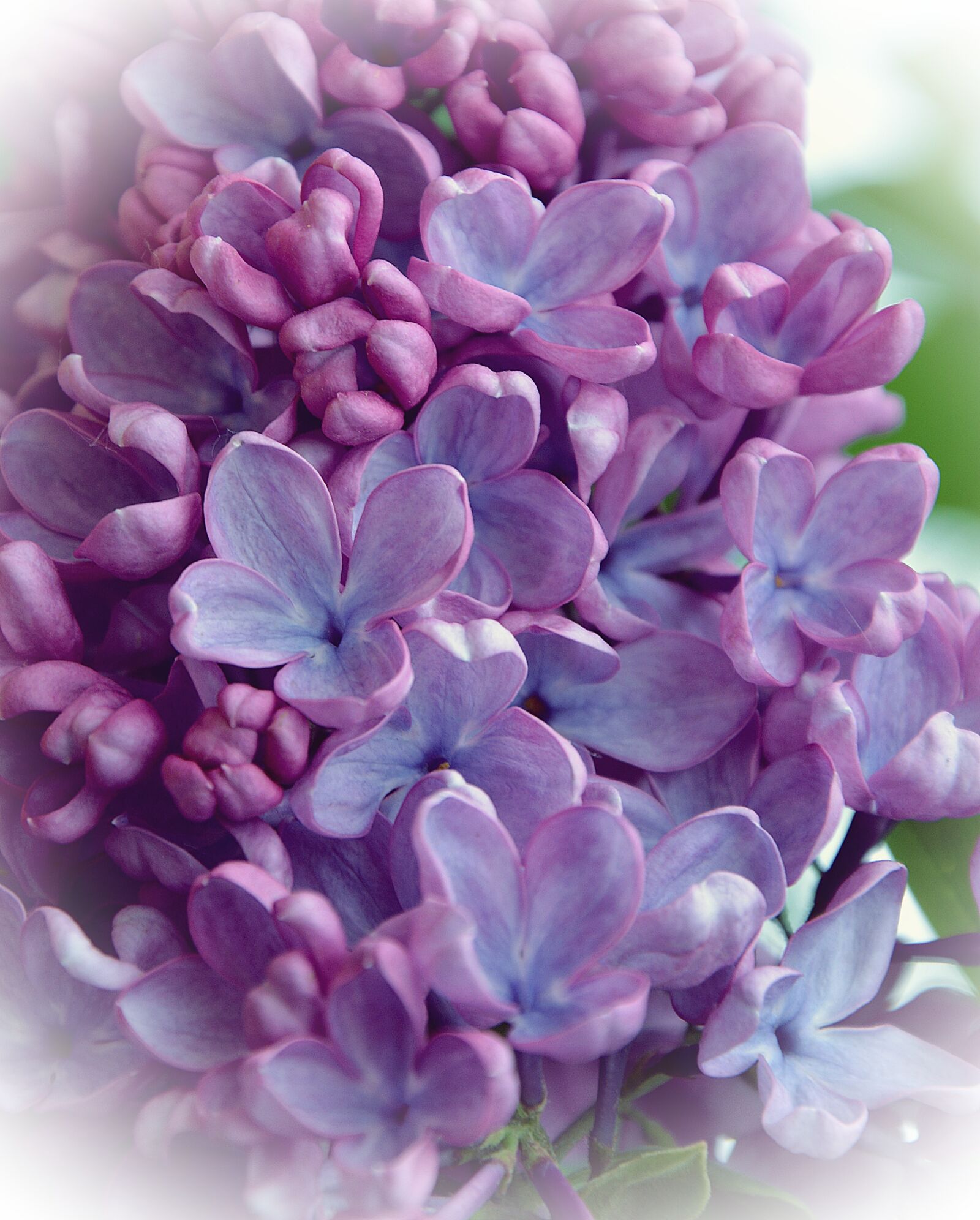 Nikon D7100 sample photo. Organ, flower, spring photography