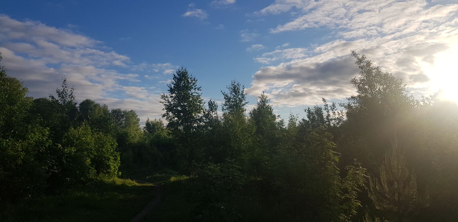 Samsung Galaxy S8+ sample photo. Forest, trees, summer photography