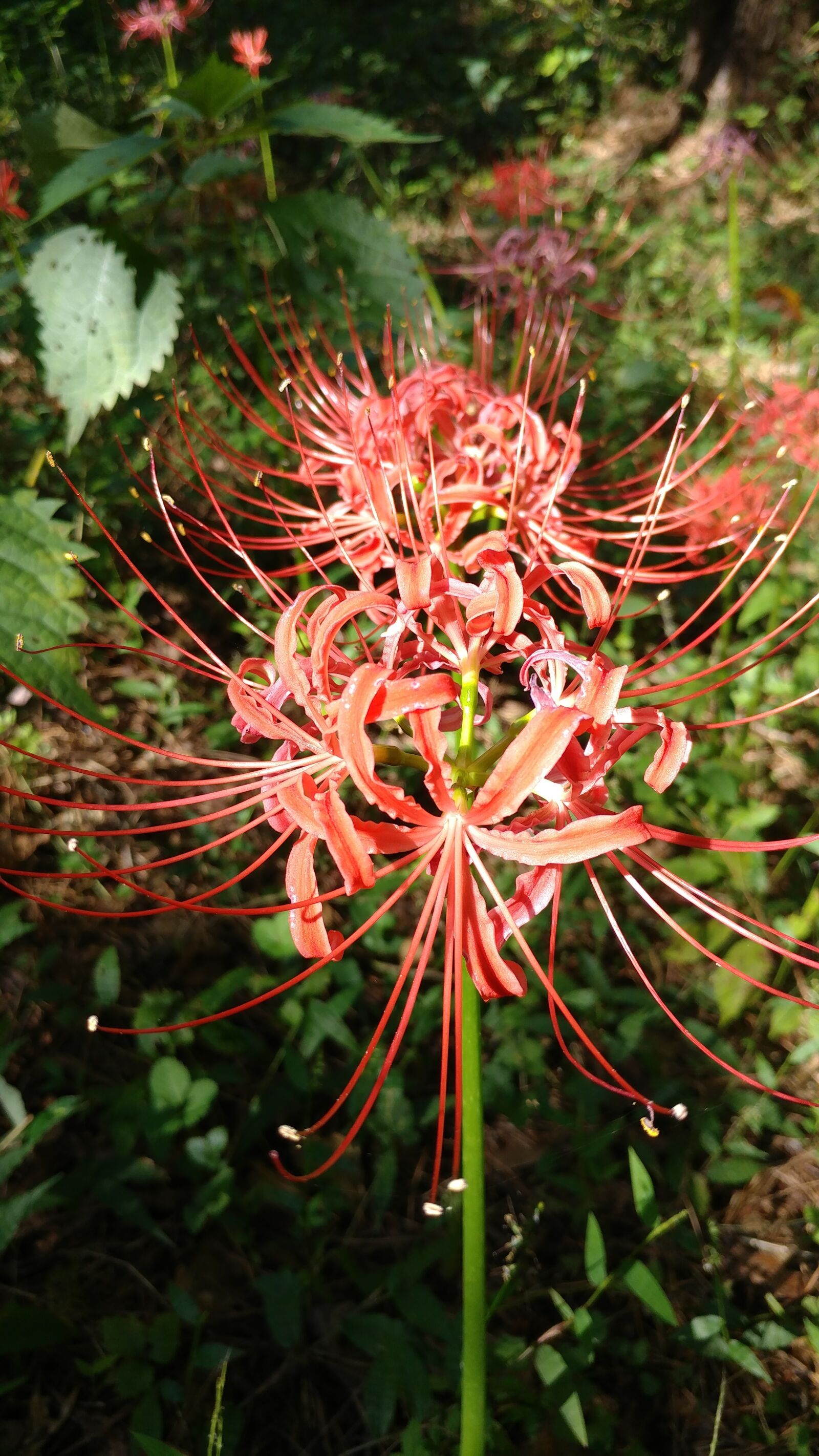 LG V20 sample photo. Flowers, plants, lycoris radiata photography