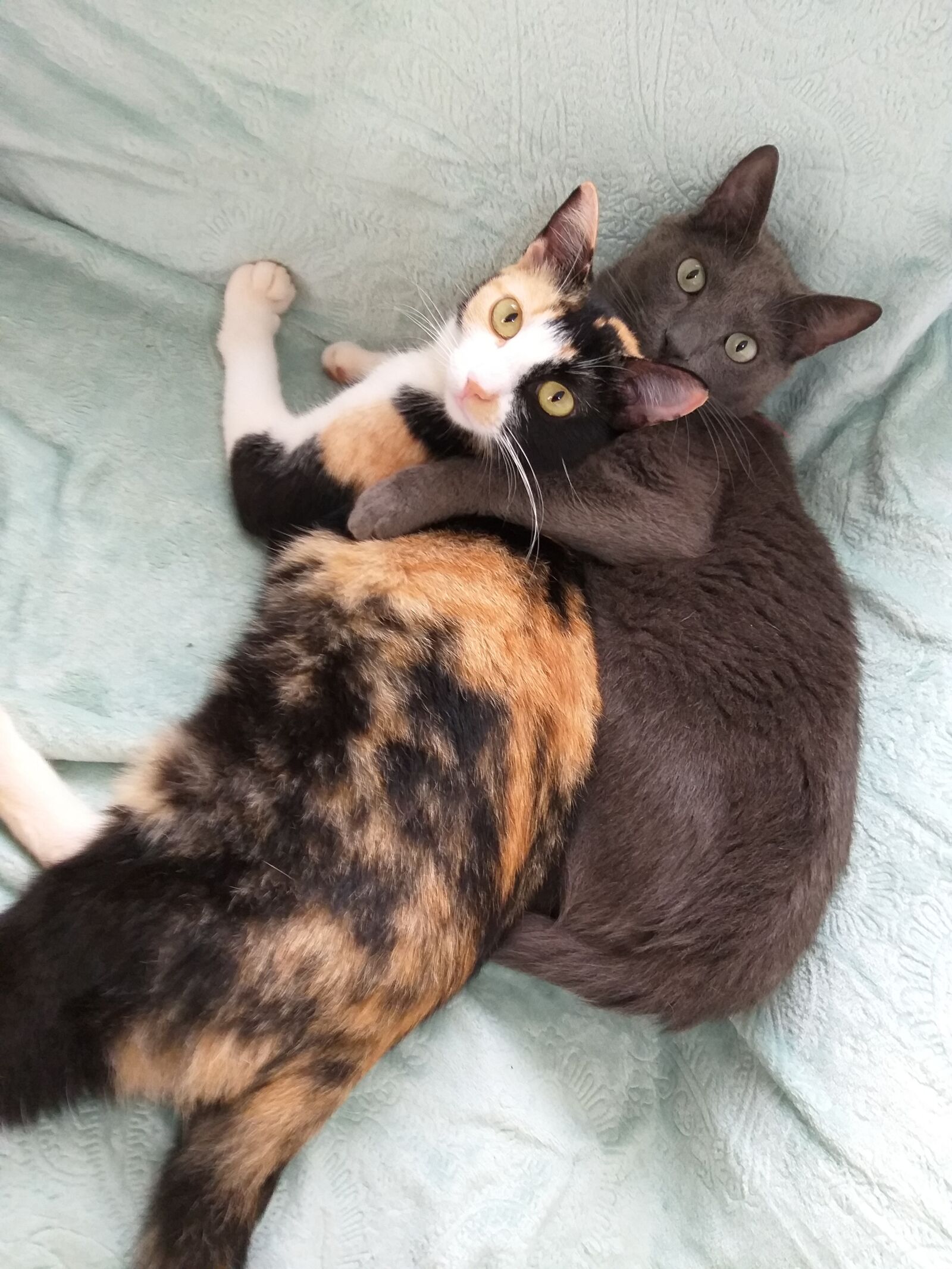 Samsung Galaxy J8 sample photo. Cat, pet, animal photography