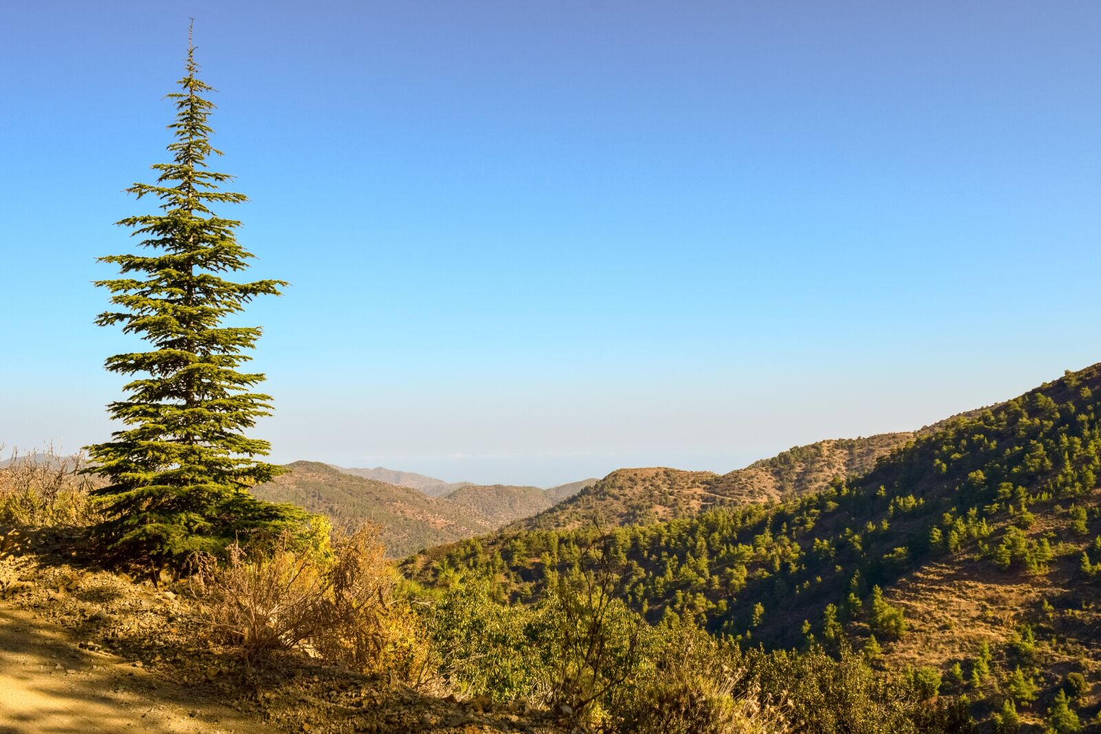 Nikon D3300 sample photo. Fir, tree, nature photography