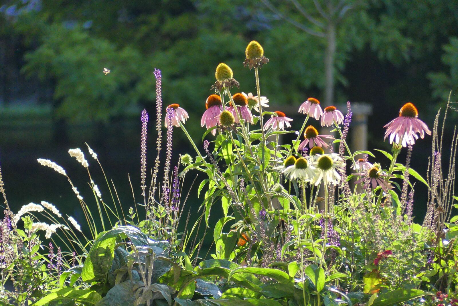 Panasonic Lumix DMC-FZ300 sample photo. Flowers, autumn, light photography