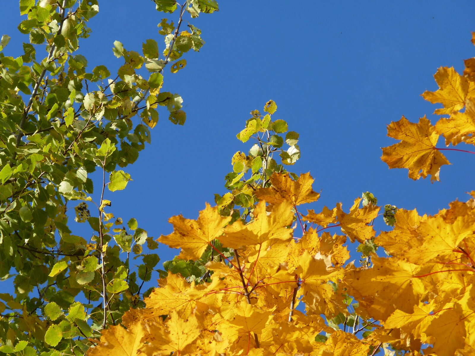 Panasonic Lumix DMC-FZ35 (Lumix DMC-FZ38) sample photo. Tree, birch, maple photography