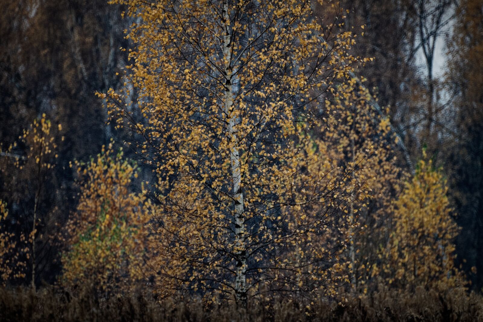Canon EOS 500D (EOS Rebel T1i / EOS Kiss X3) sample photo. Autumn, birch, foliage photography
