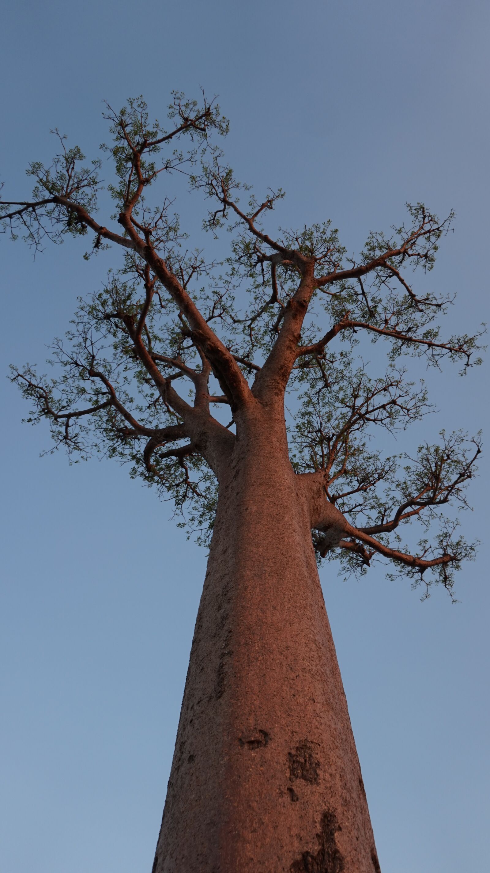 Sony Alpha a5000 (ILCE 5000) sample photo. Tree, baobab, madagascar photography