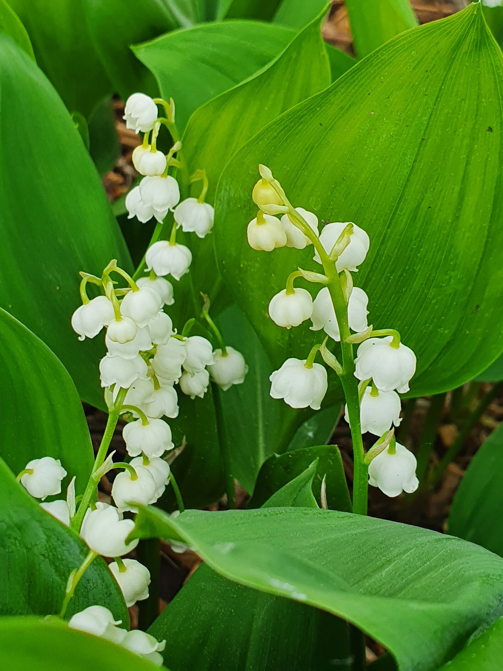 Samsung Galaxy S10+ sample photo. Lily of the valley photography