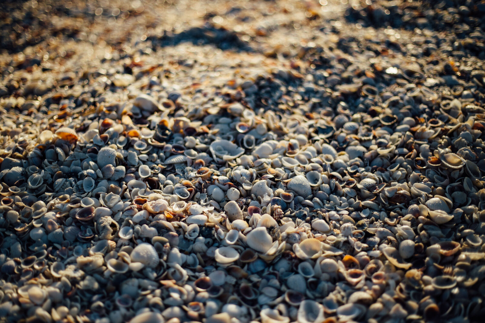 Canon EOS 6D + Canon EF 50mm F1.8 STM sample photo. Sea, beach, texture, shells photography