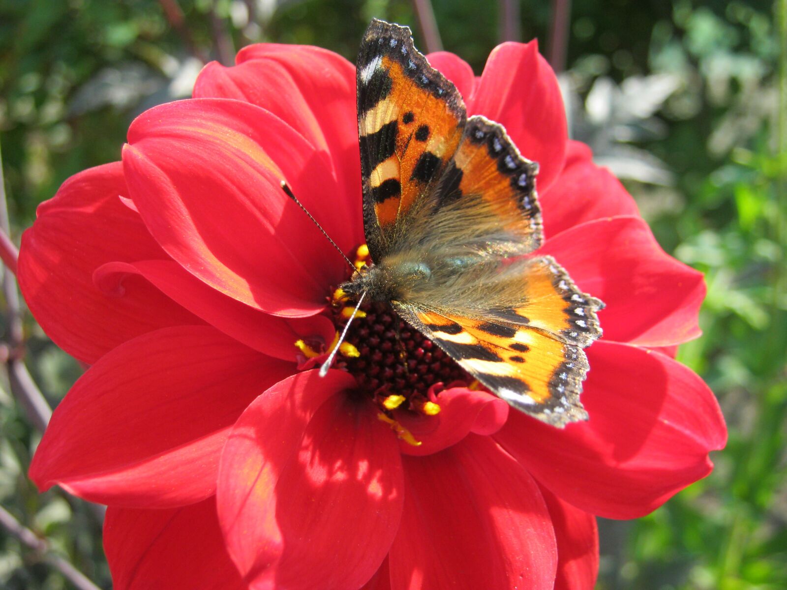 Canon PowerShot A800 sample photo. Butterfly, flower, garden photography