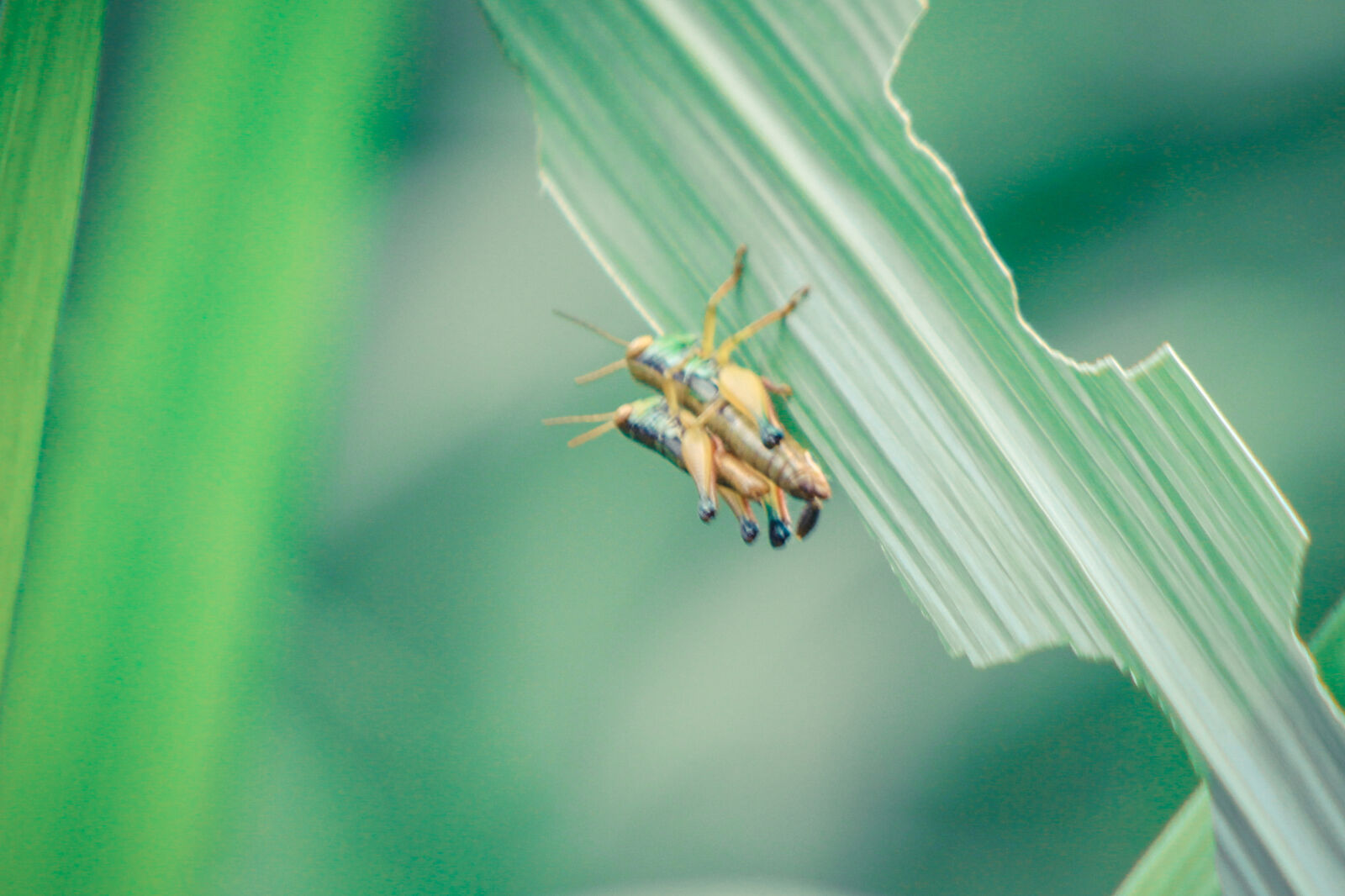 Canon EOS 600D (Rebel EOS T3i / EOS Kiss X5) + Canon EF 75-300mm f/4-5.6 sample photo. Bug, green, insect, leaf photography