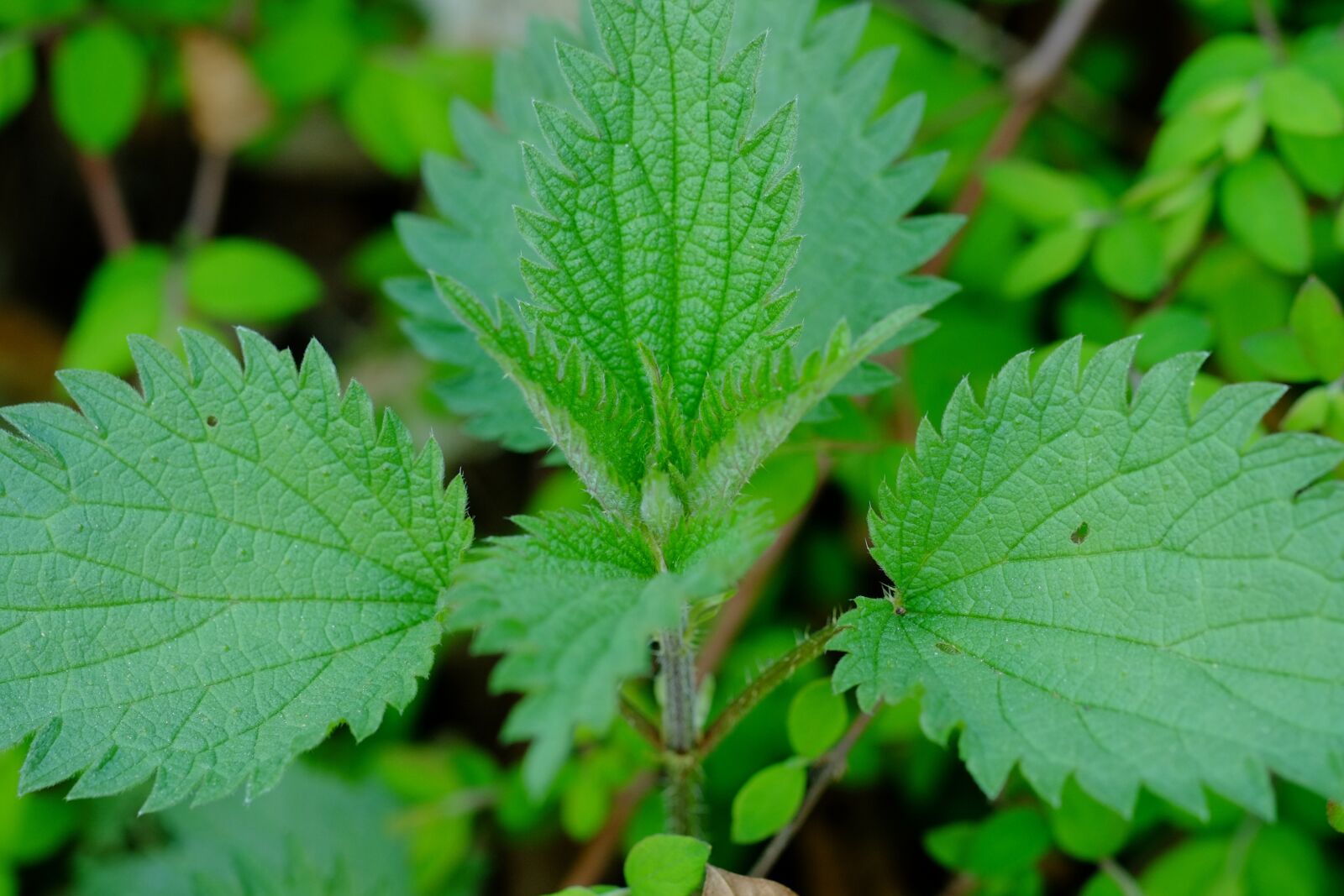 Fujifilm X-E1 sample photo. Brennessel, nettle, medicinal herb photography